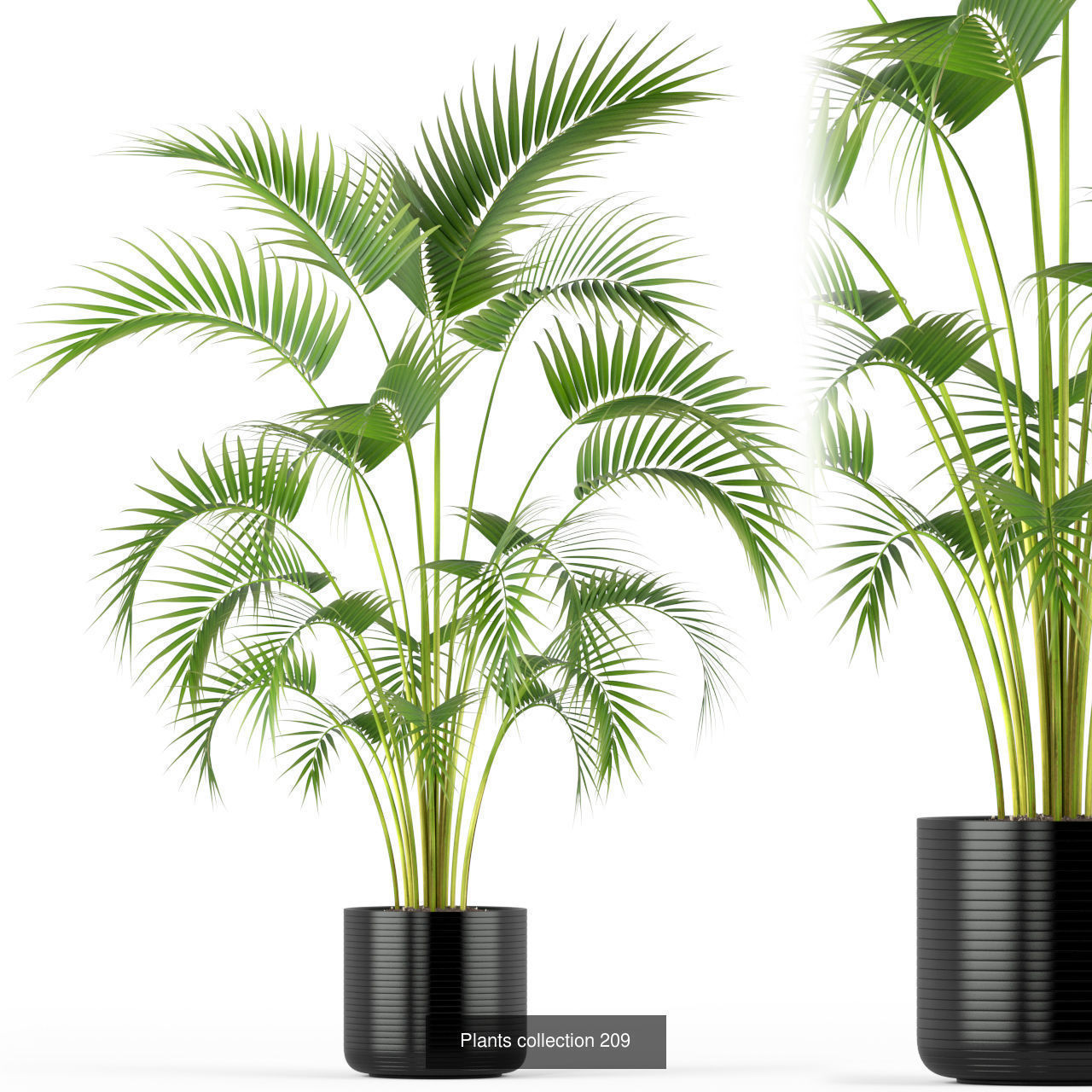 Plant Collection vol-01 _437