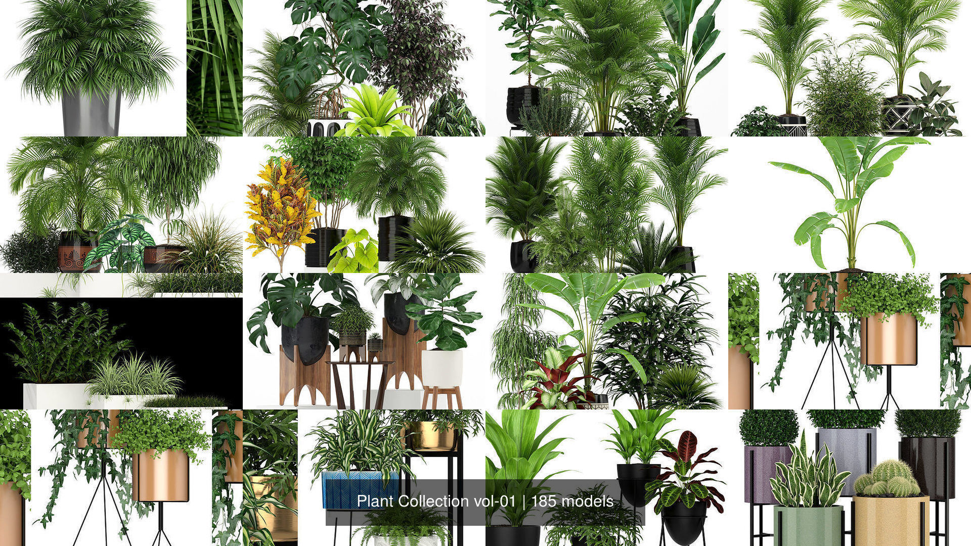 Plant Collection vol-01 _181