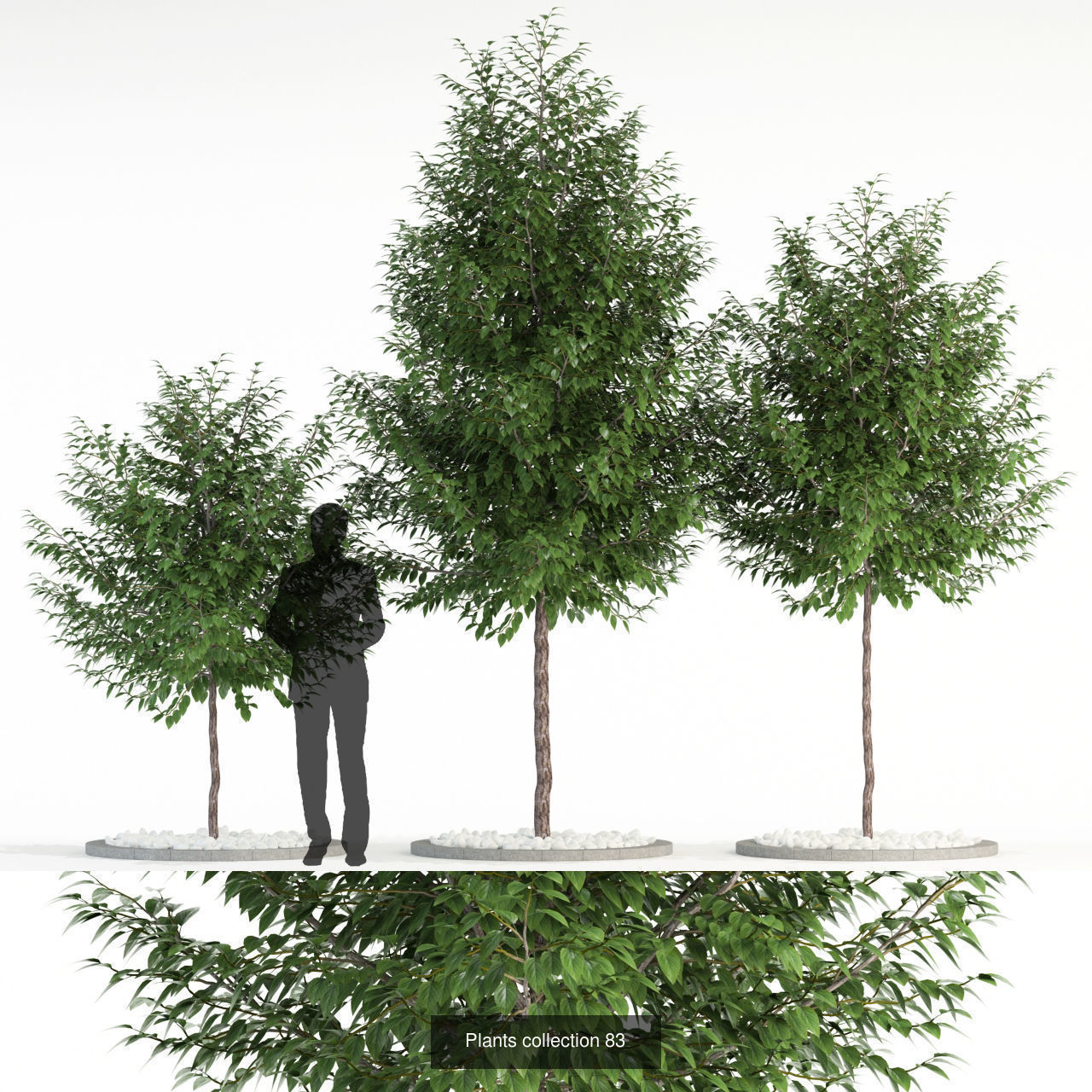 Plant Collection vol-01 _314