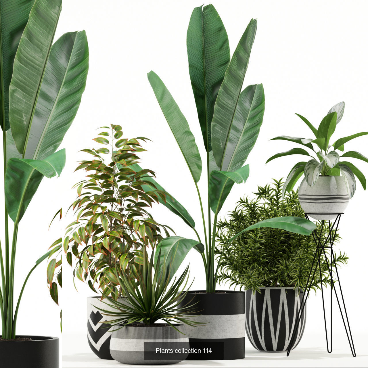 Plant Collection vol-01 _345