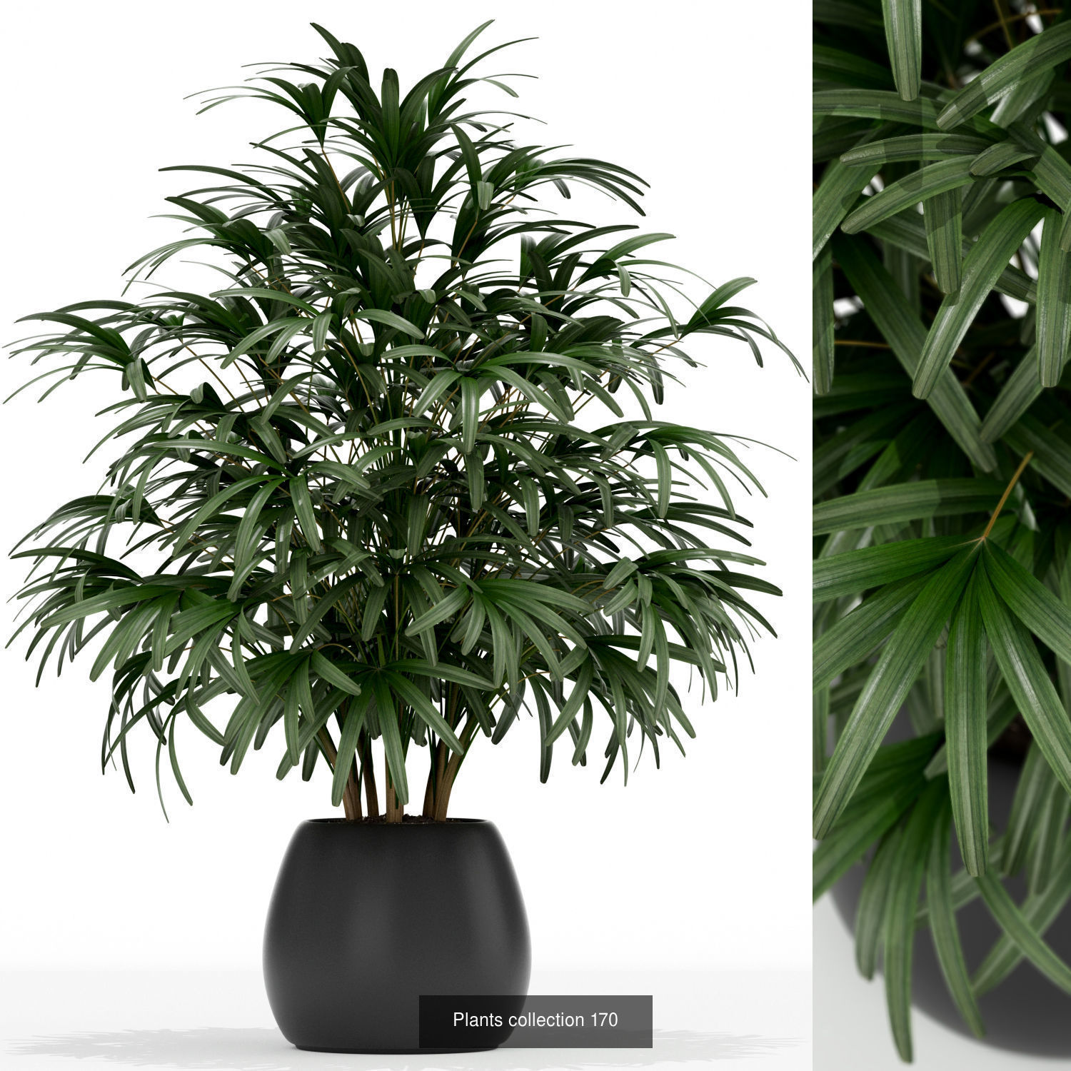 Plant Collection vol-01 _398