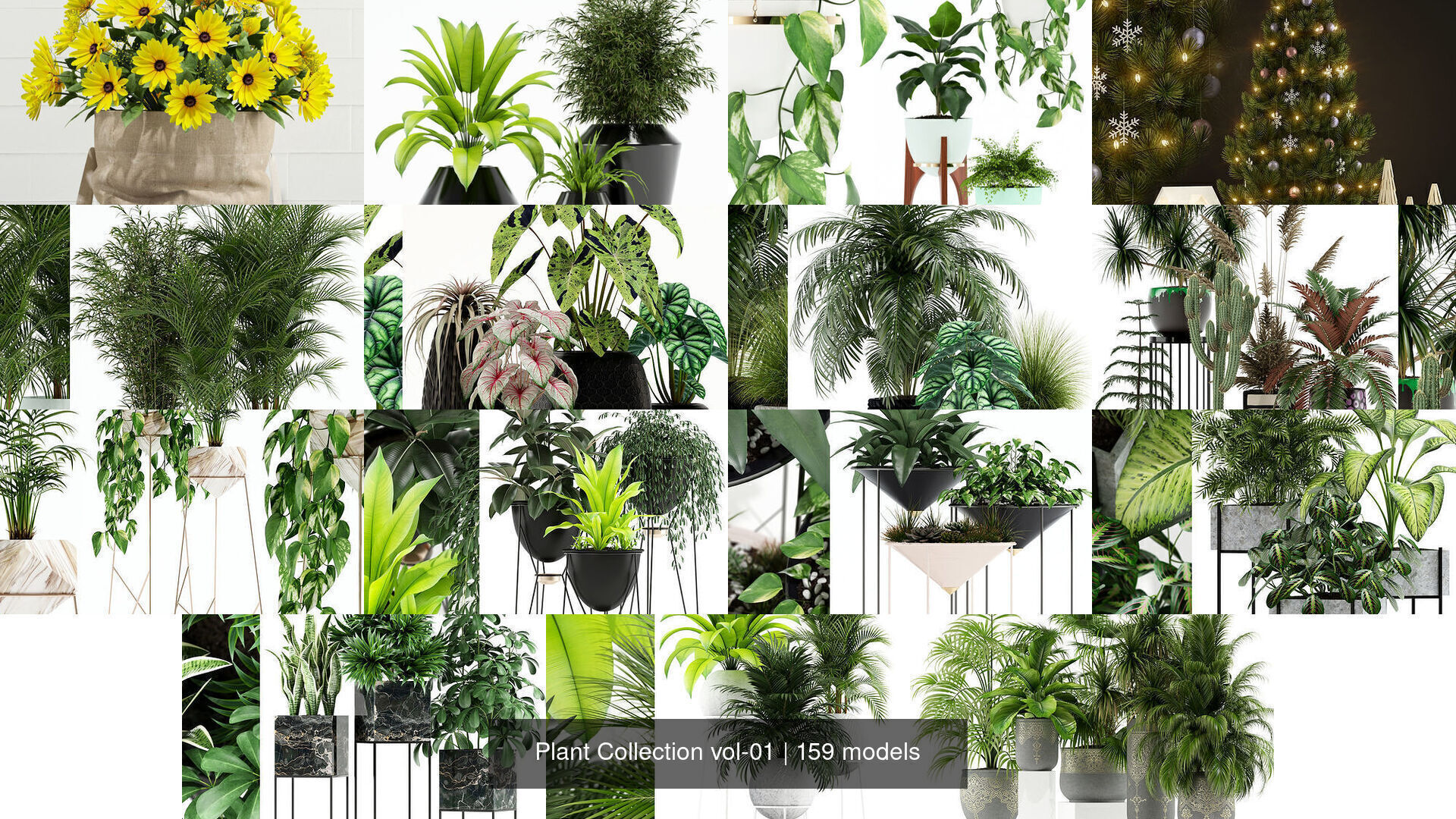 Plant Collection vol-01 _114