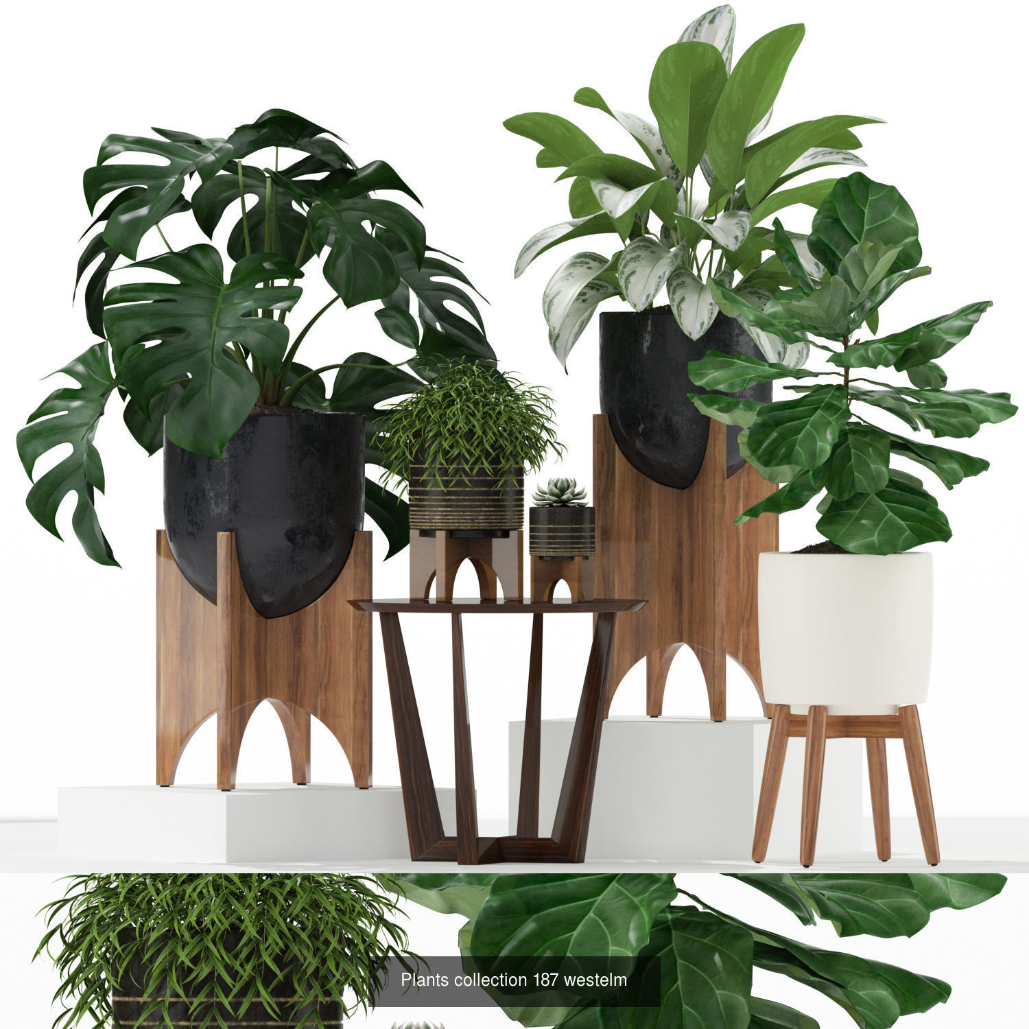 Plant Collection vol-01 _415