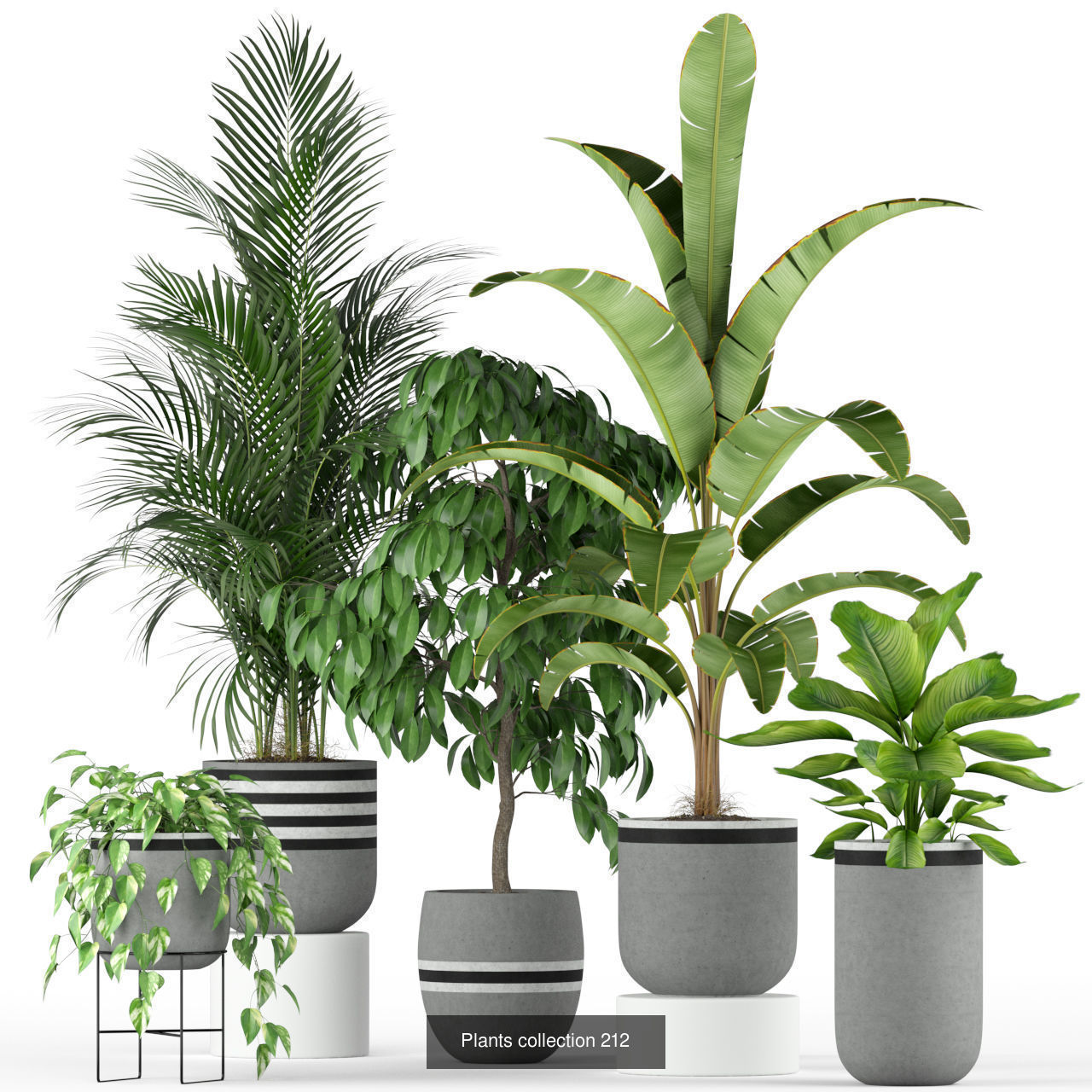 Plant Collection vol-01 _440