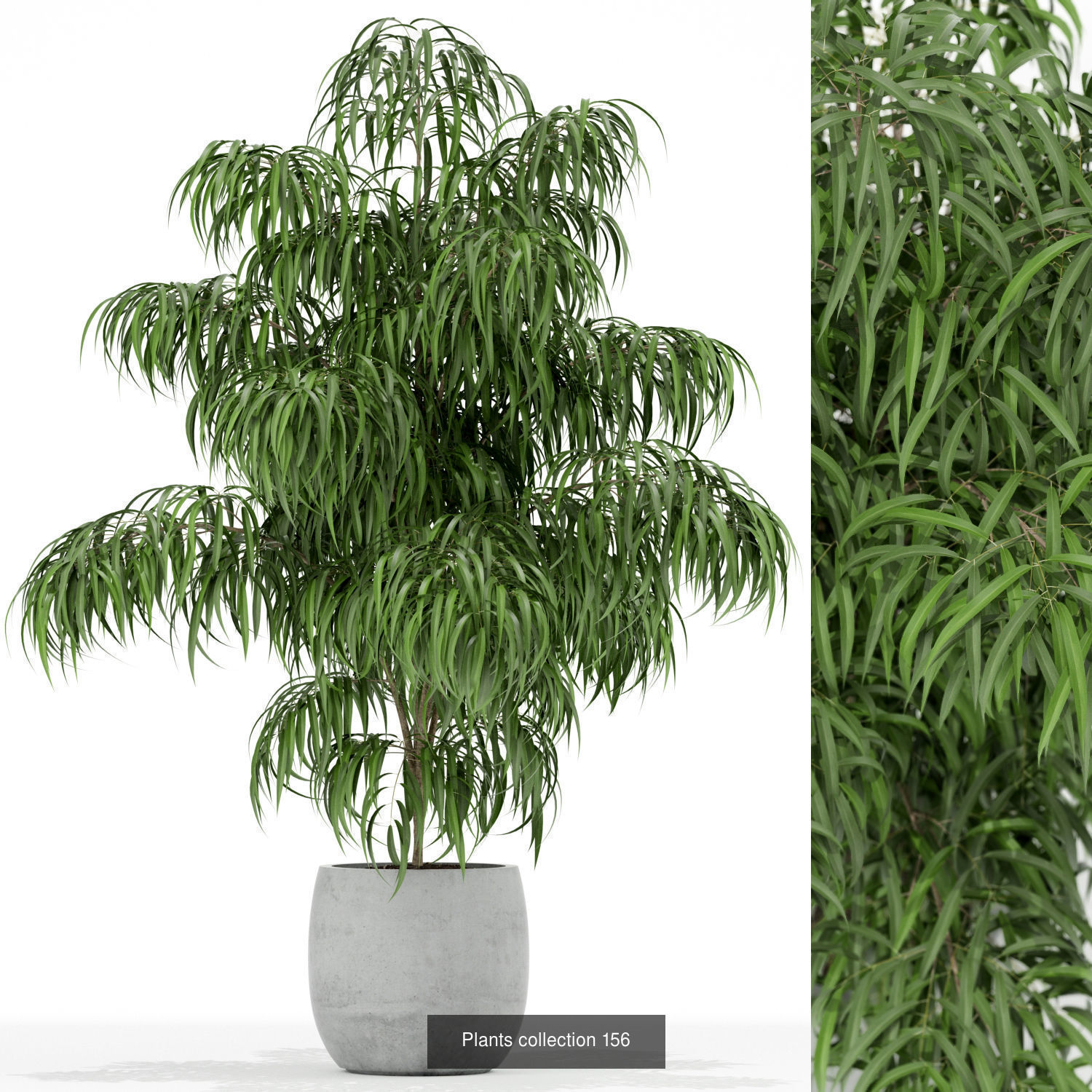 Plant Collection vol-01 _383