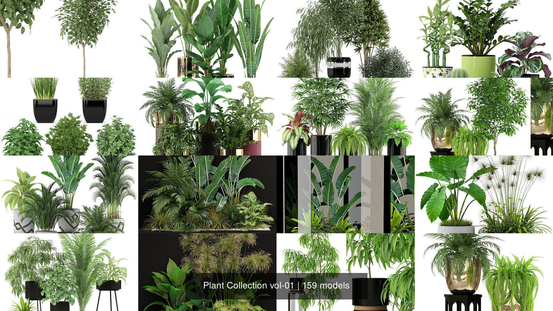 Plant Collection vol-01 _280
