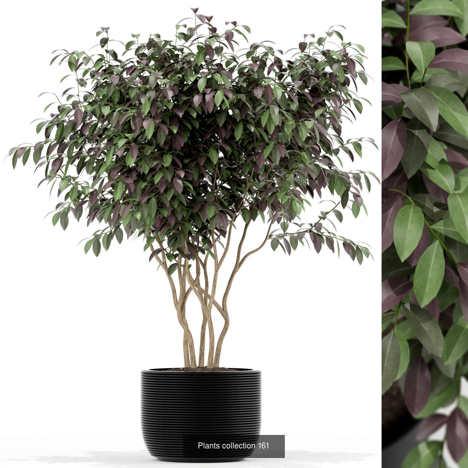 Plant Collection vol-01 _388