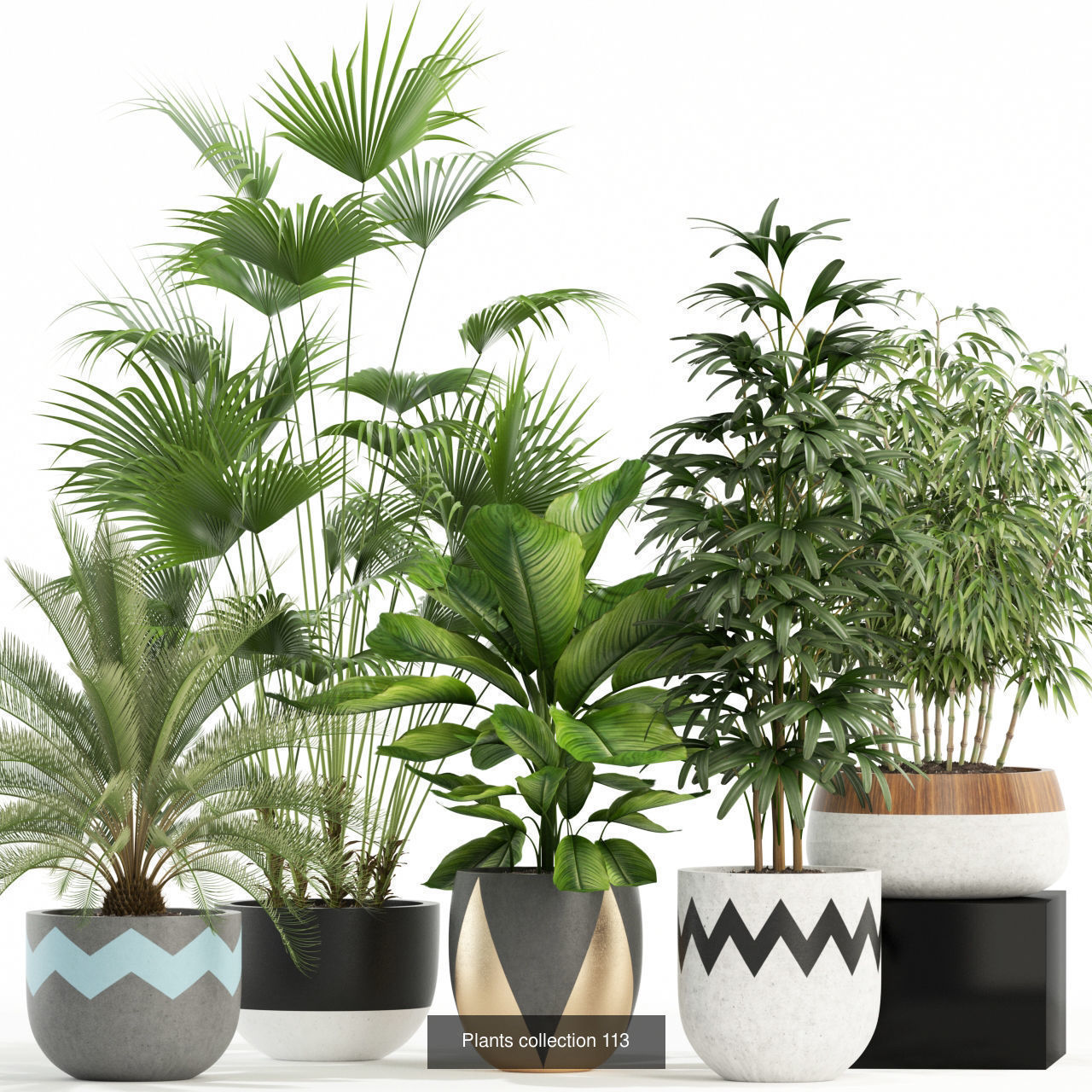 Plant Collection vol-01 _343