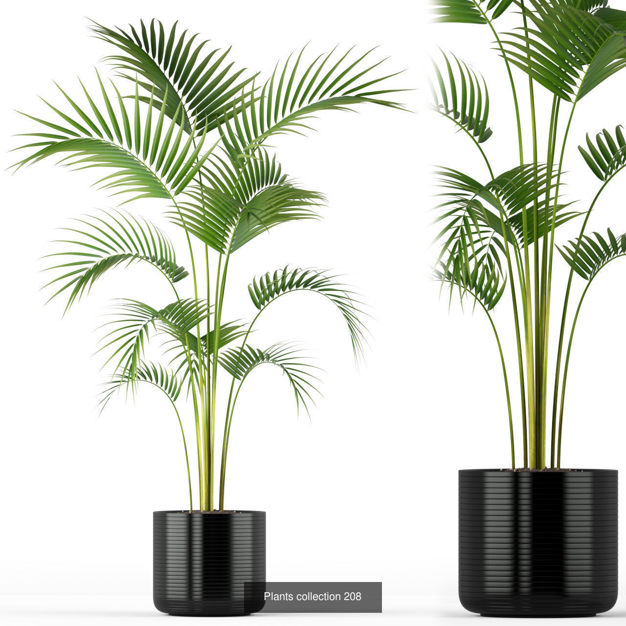 Plant Collection vol-01 _436