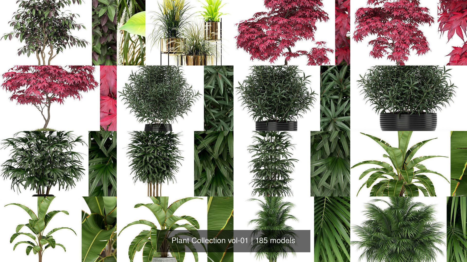 Plant Collection vol-01 _150