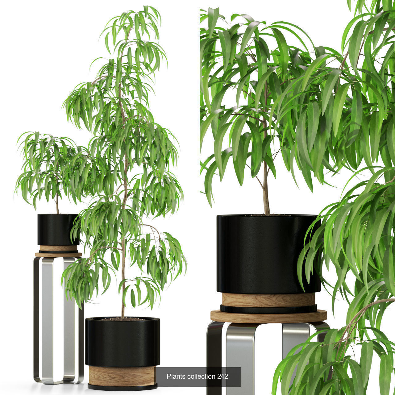 Plant Collection vol-01 _470