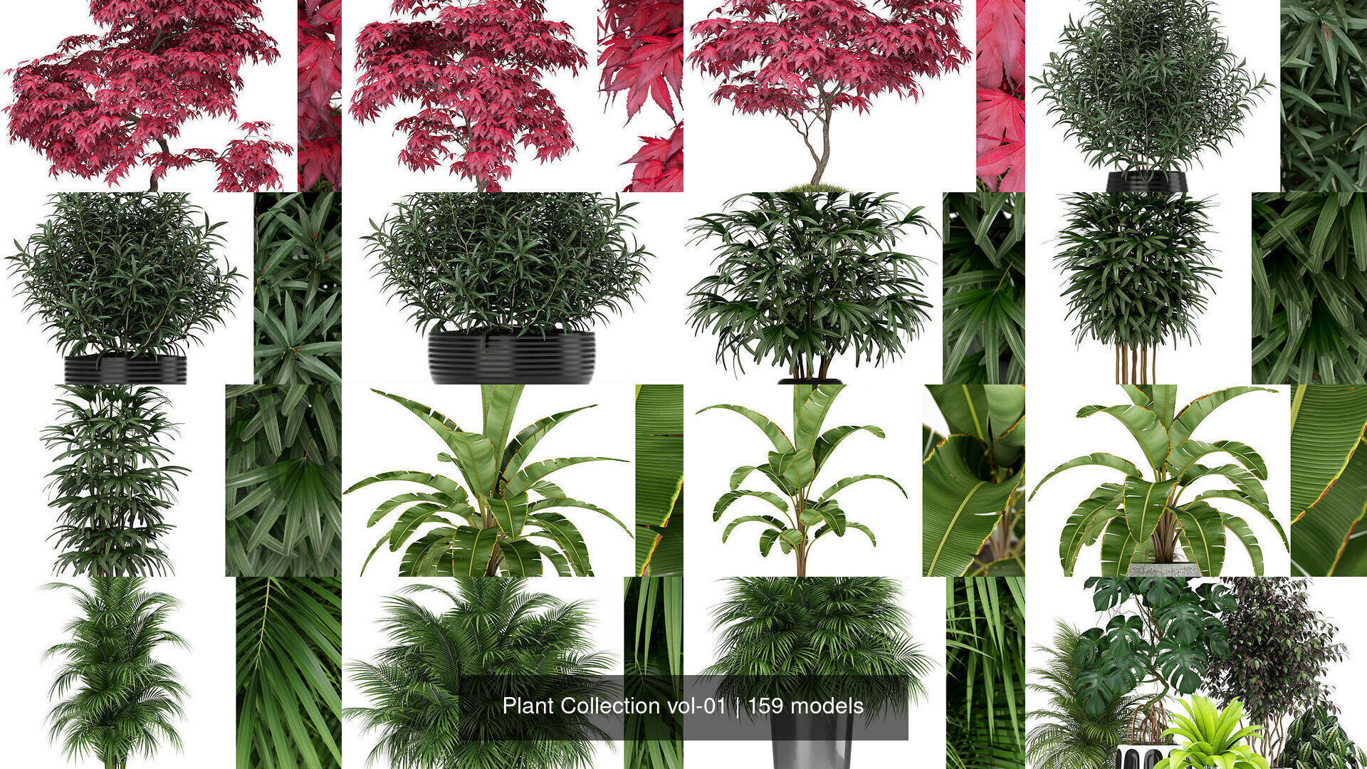 Plant Collection vol-01 _152