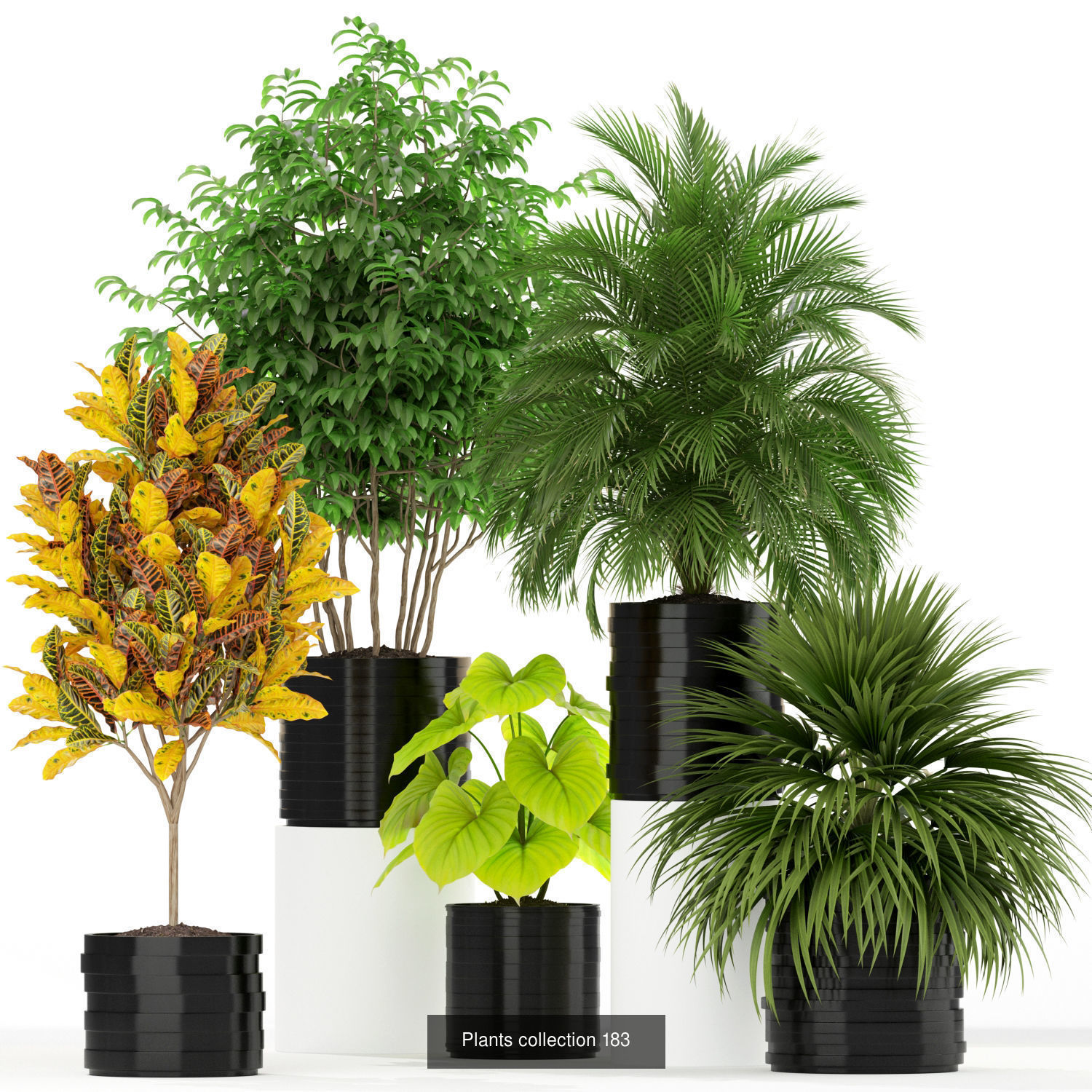 Plant Collection vol-01 _411