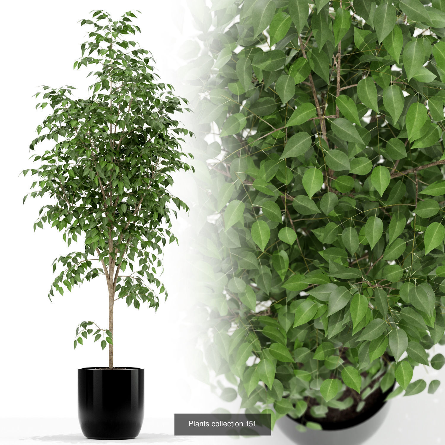 Plant Collection vol-01 _378