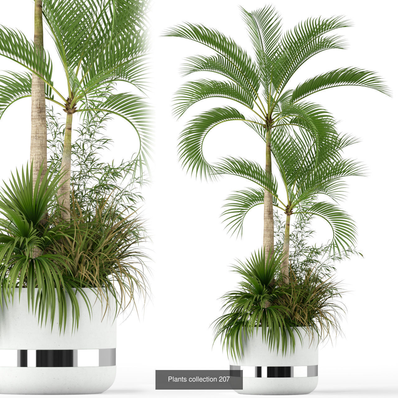 Plant Collection vol-01 _435