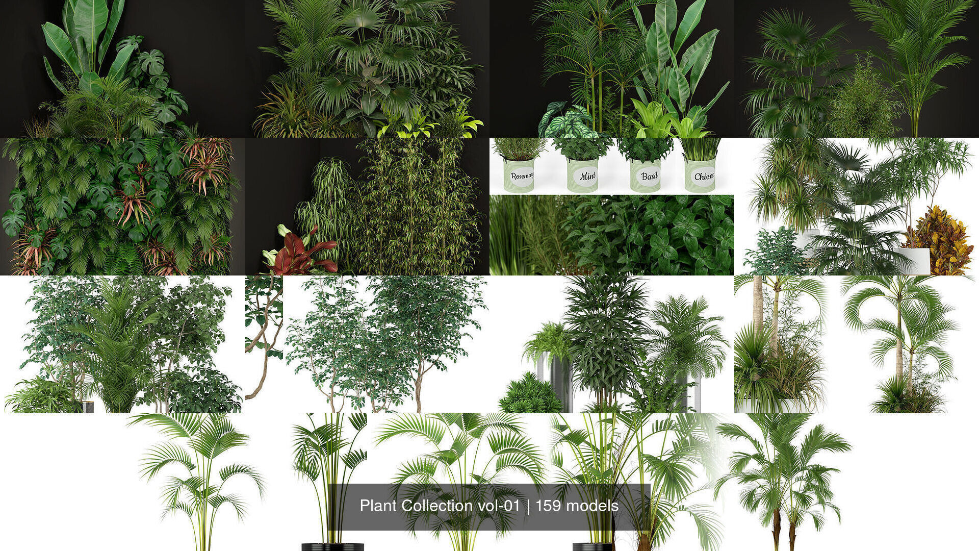 Plant Collection vol-01 _216