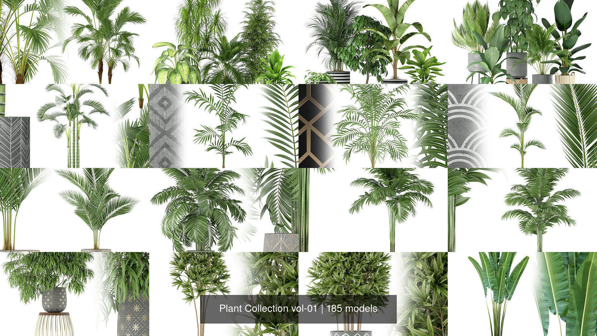 Plant Collection vol-01 _242