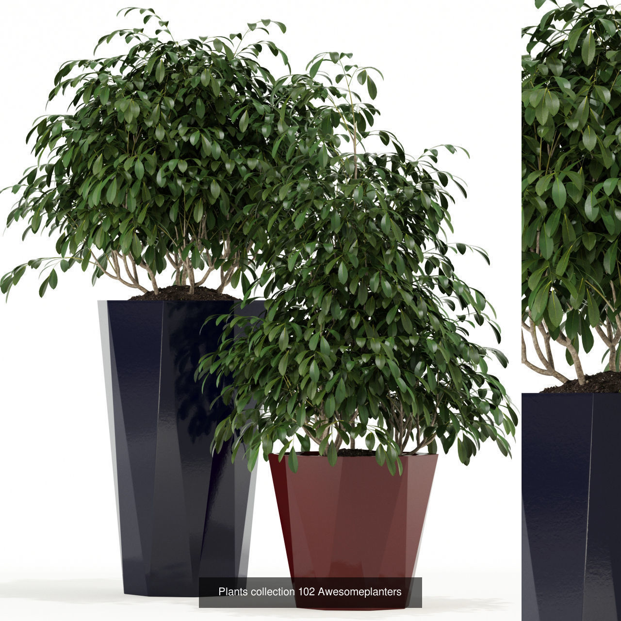 Plant Collection vol-01 _344