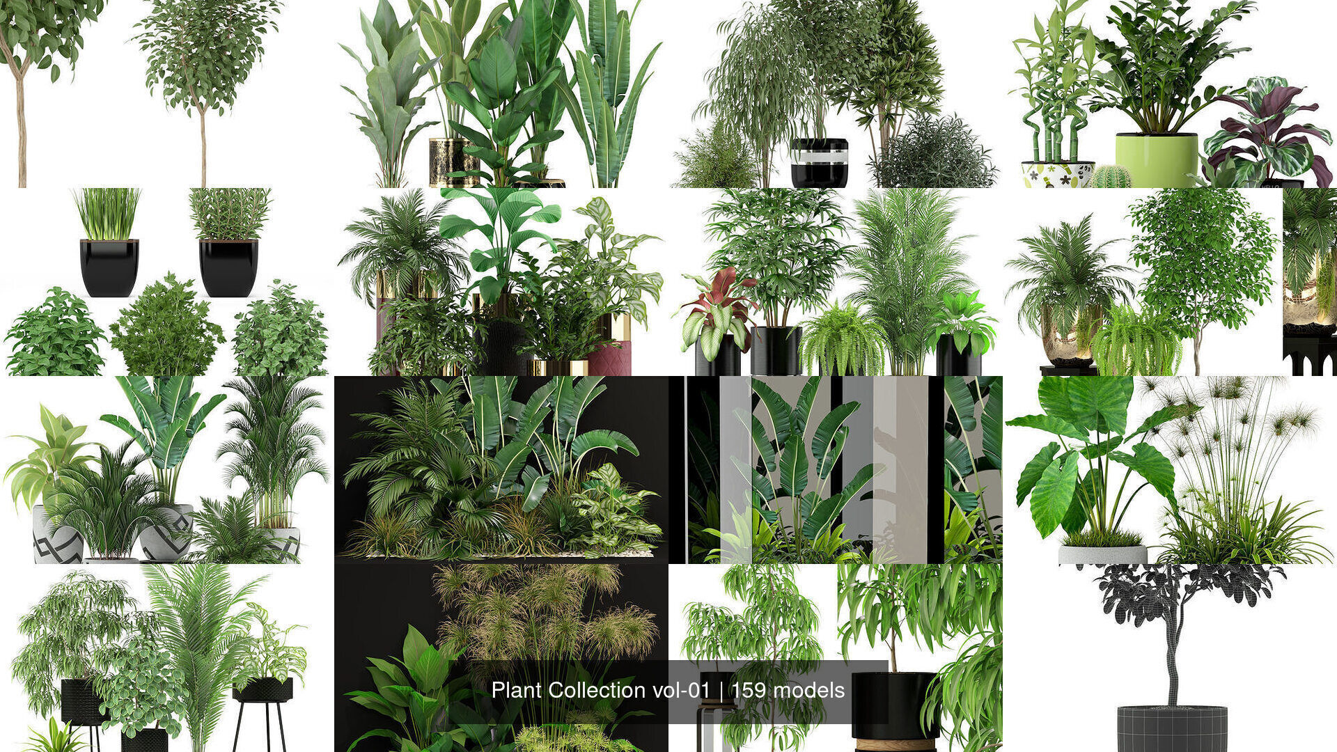Plant Collection vol-01 _281