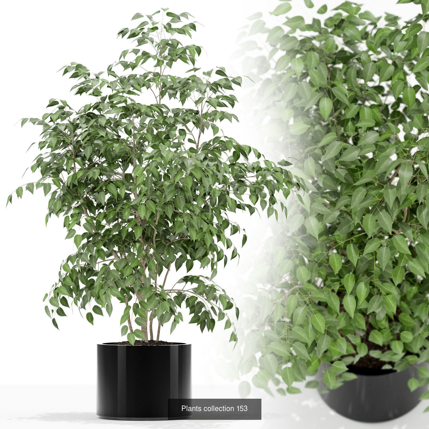 Plant Collection vol-01 _380