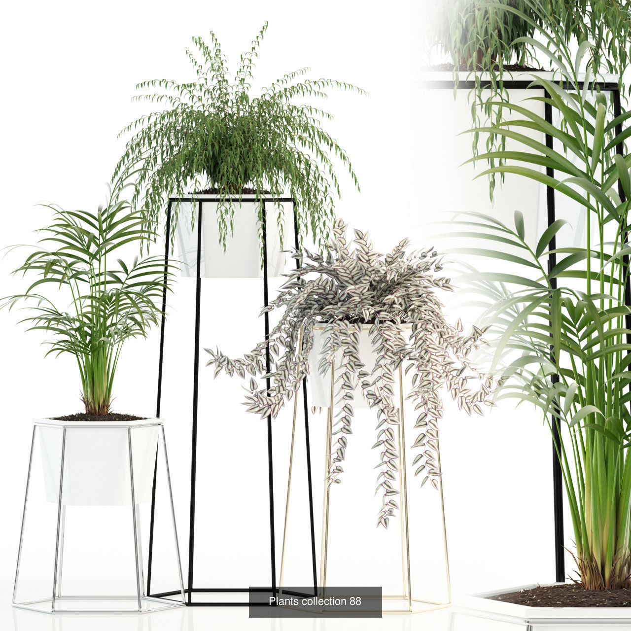 Plant Collection vol-01 _319