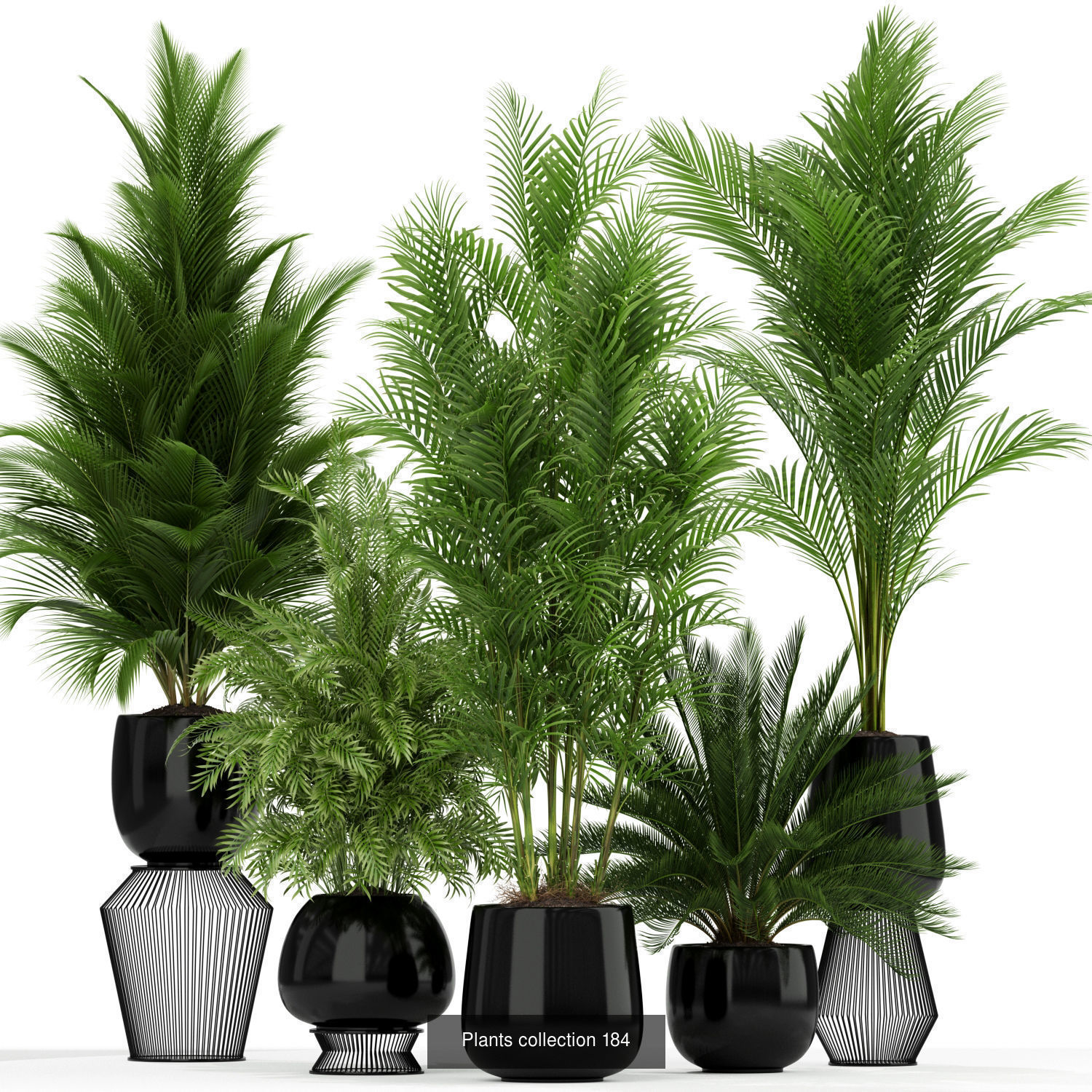 Plant Collection vol-01 _412