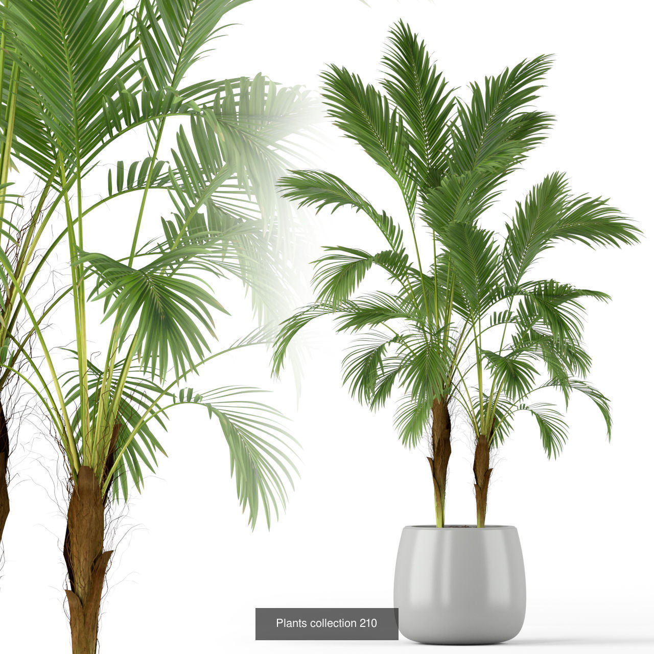 Plant Collection vol-01 _438