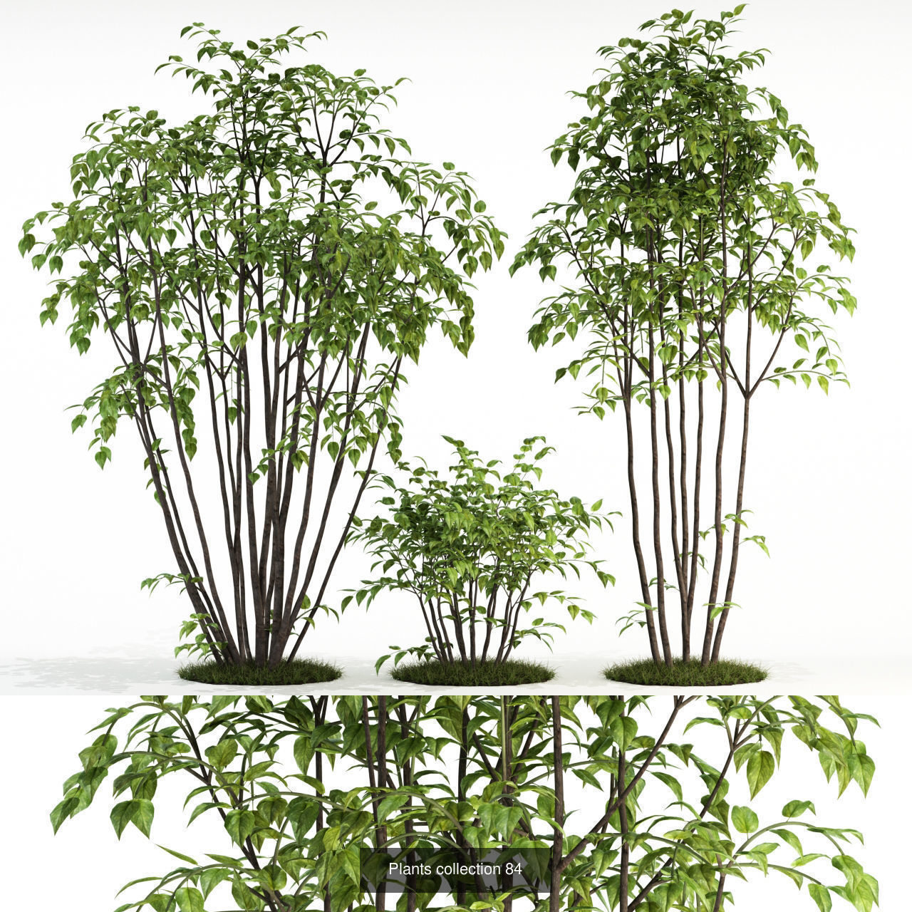 Plant Collection vol-01 _315