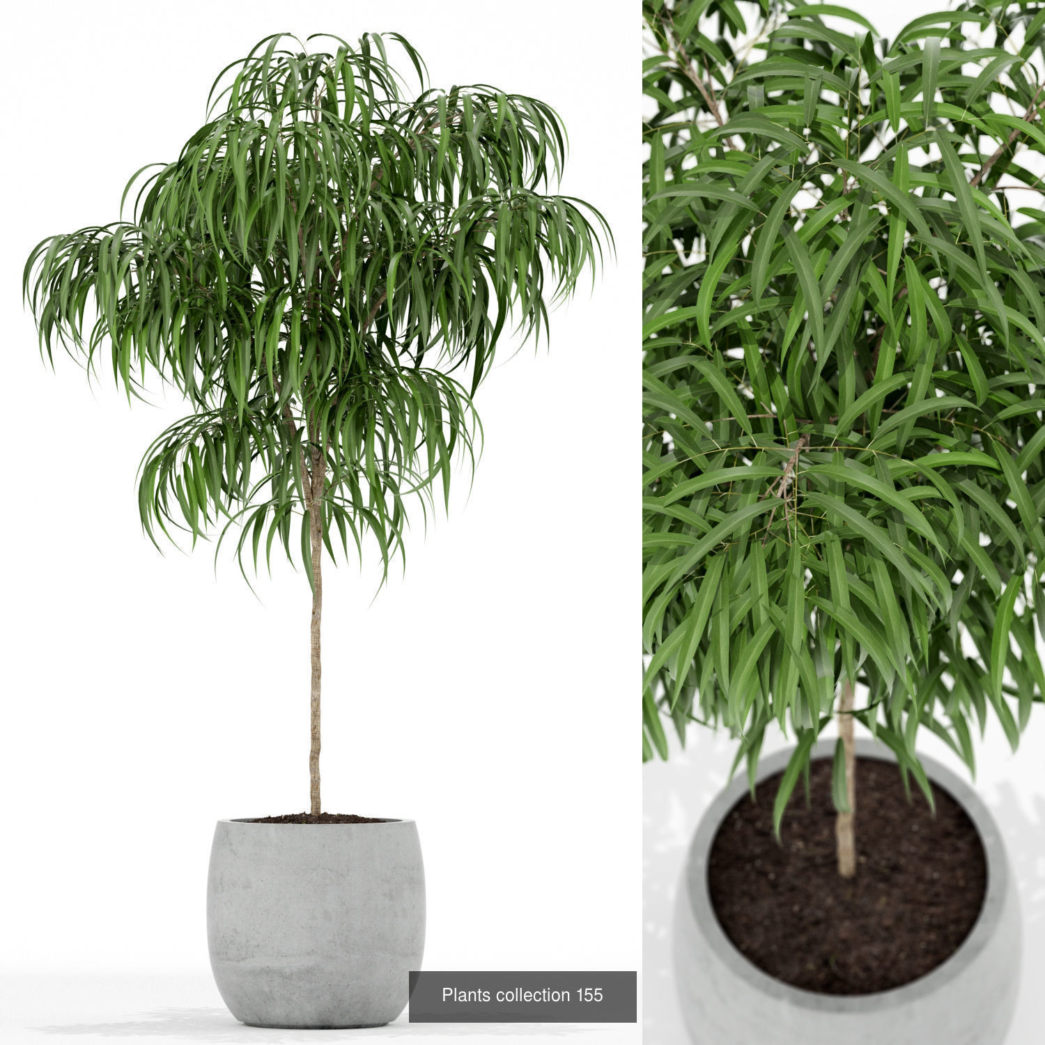 Plant Collection vol-01 _382