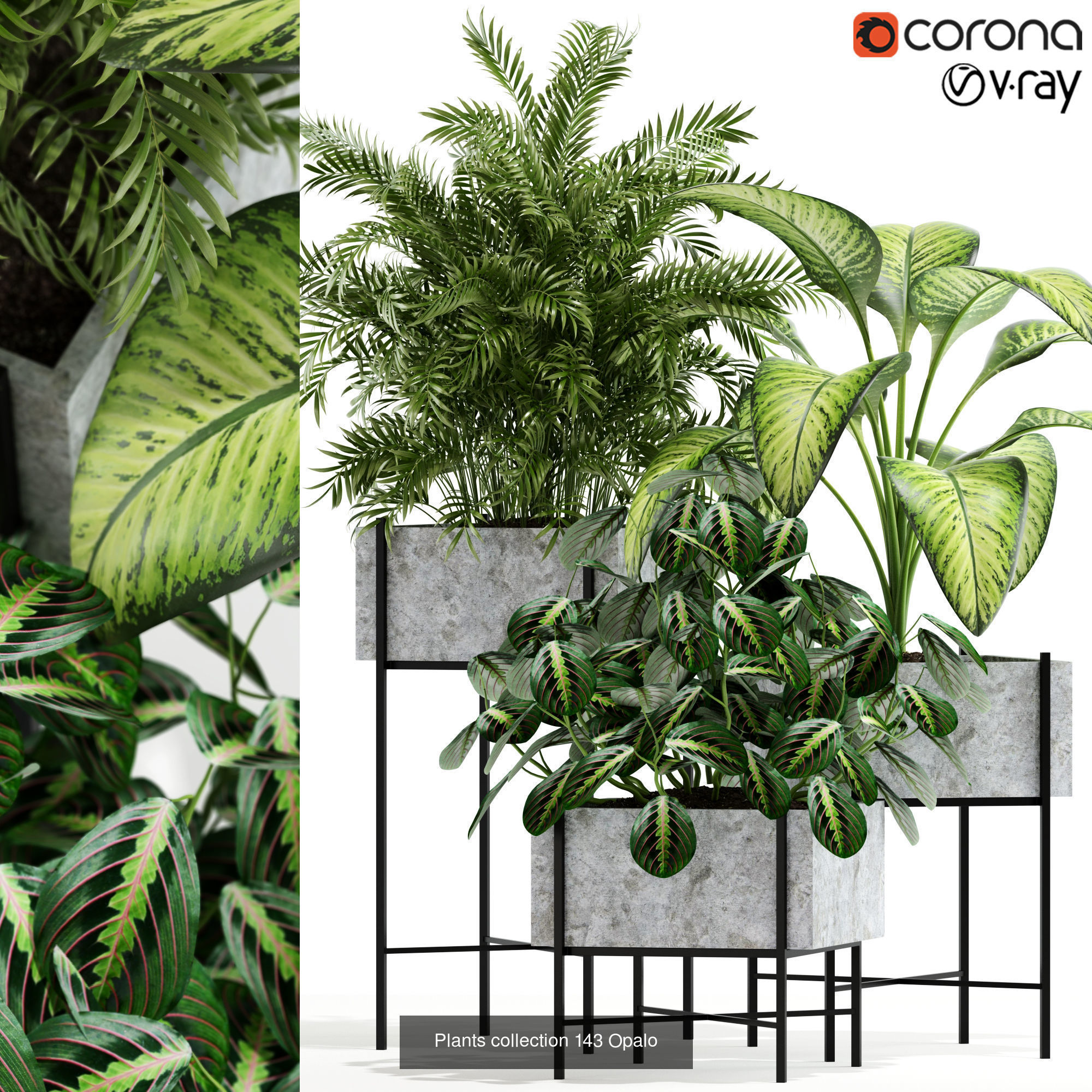 Plant Collection vol-01 _371