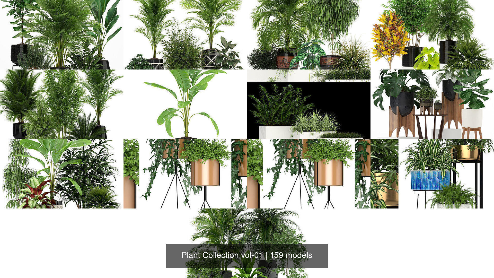 Plant Collection vol-01 _191