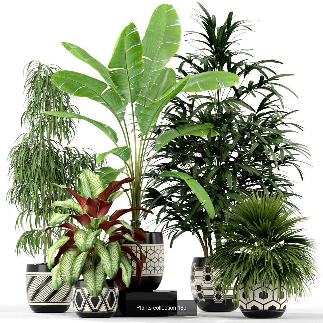 Plant Collection vol-01 _416