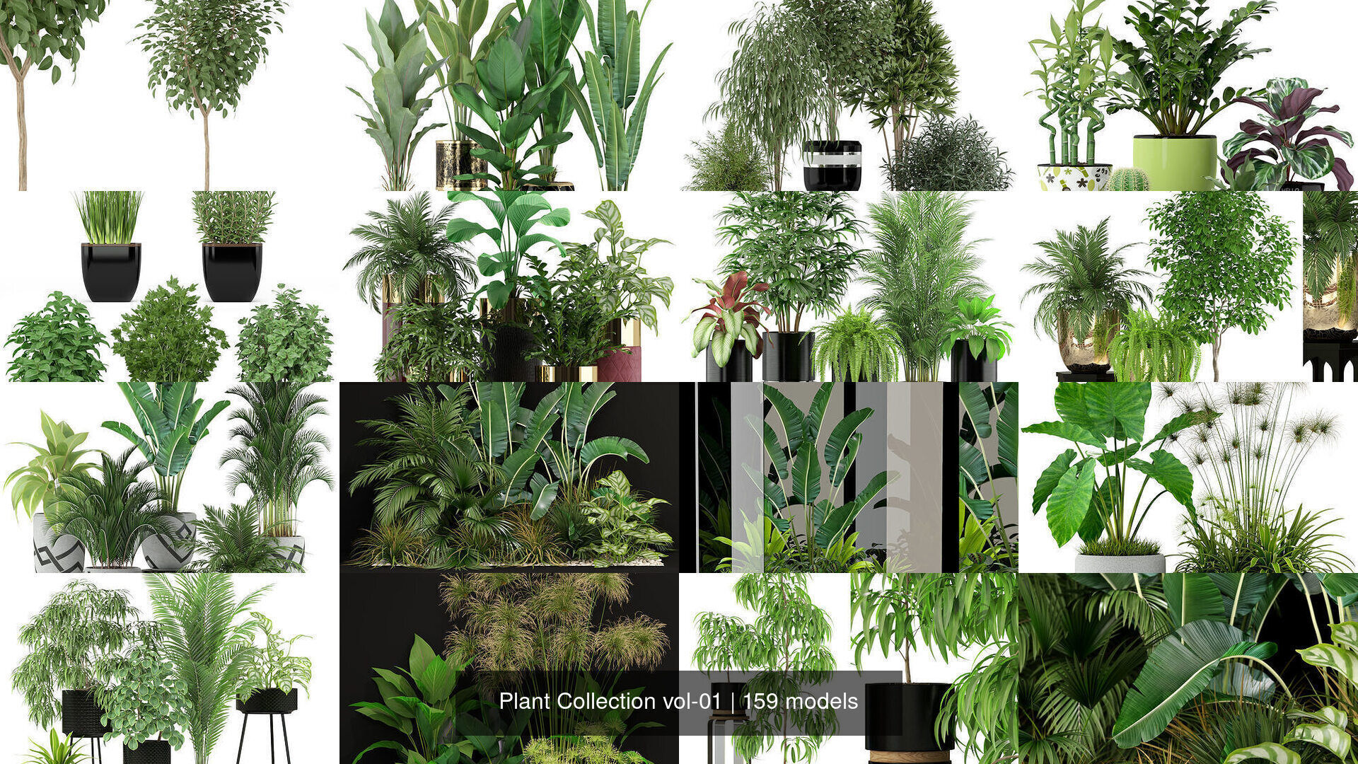 Plant Collection vol-01 _296