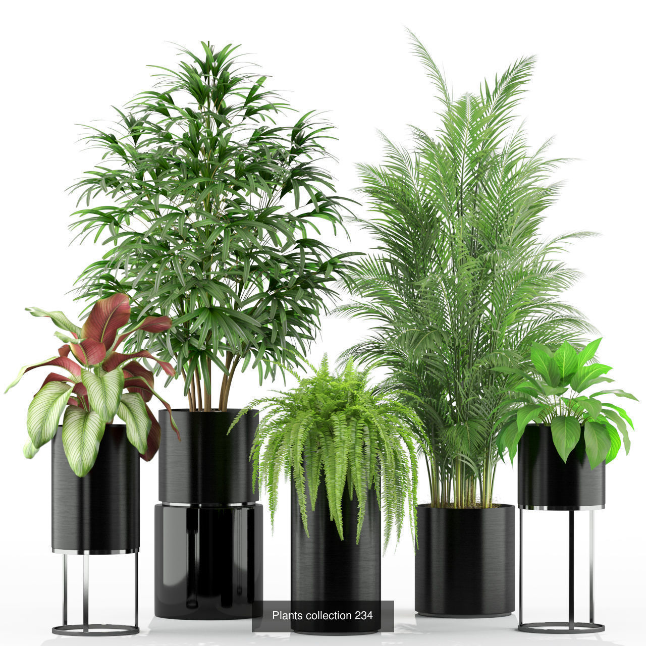 Plant Collection vol-01 _462