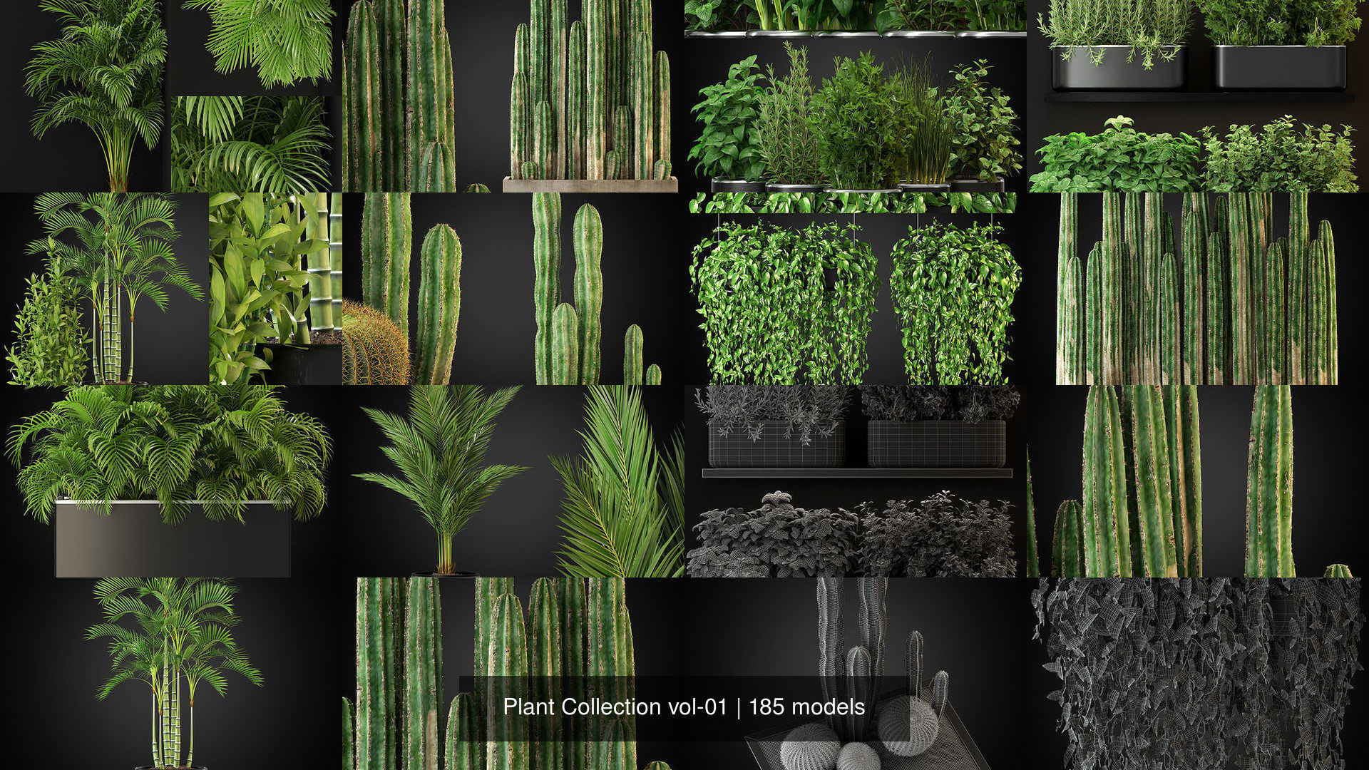 Plant Collection vol-01 _310