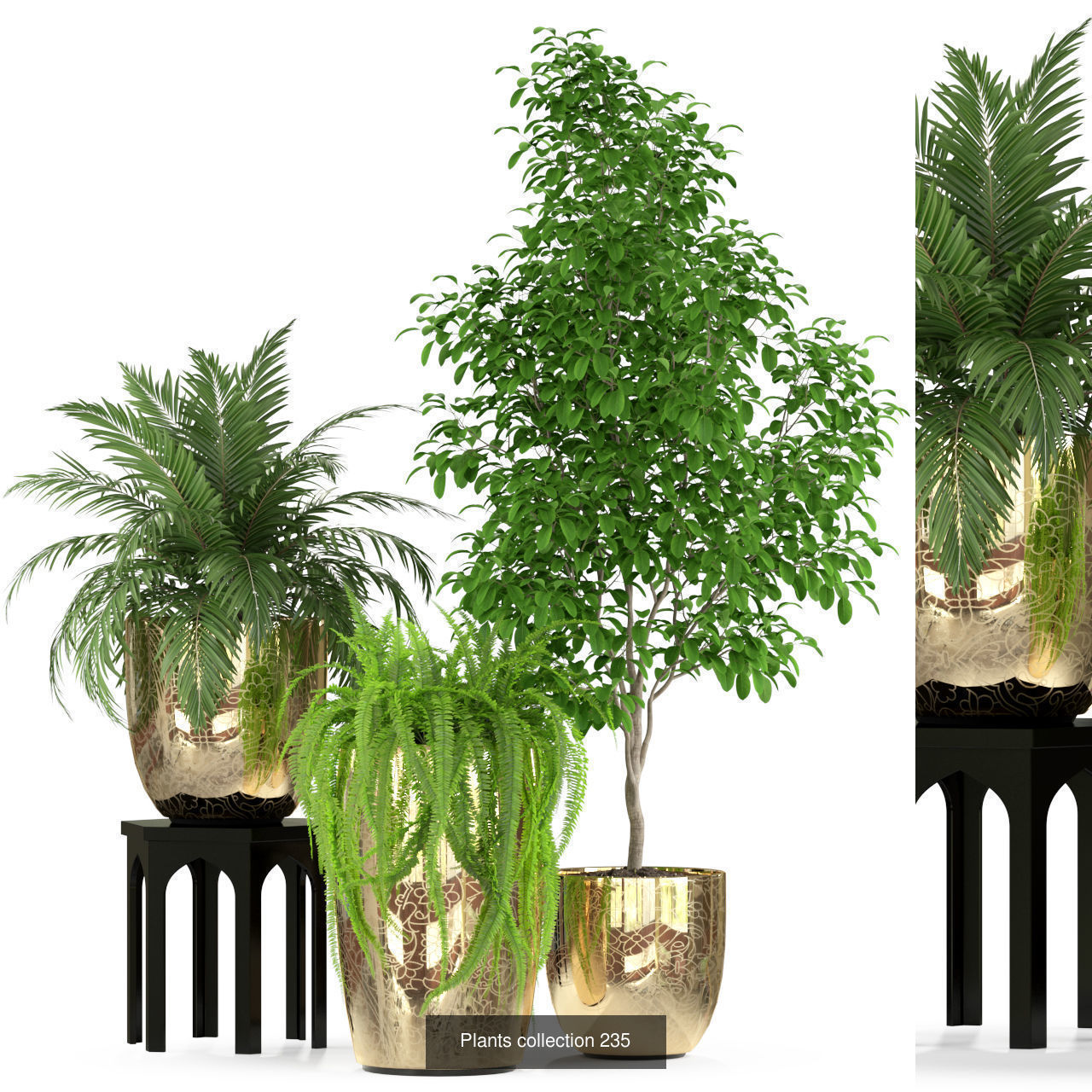 Plant Collection vol-01 _463