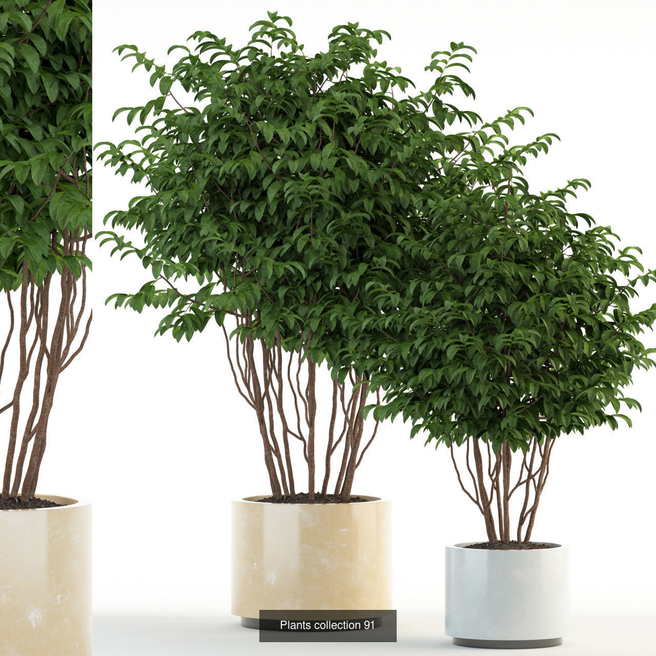 Plant Collection vol-01 _322