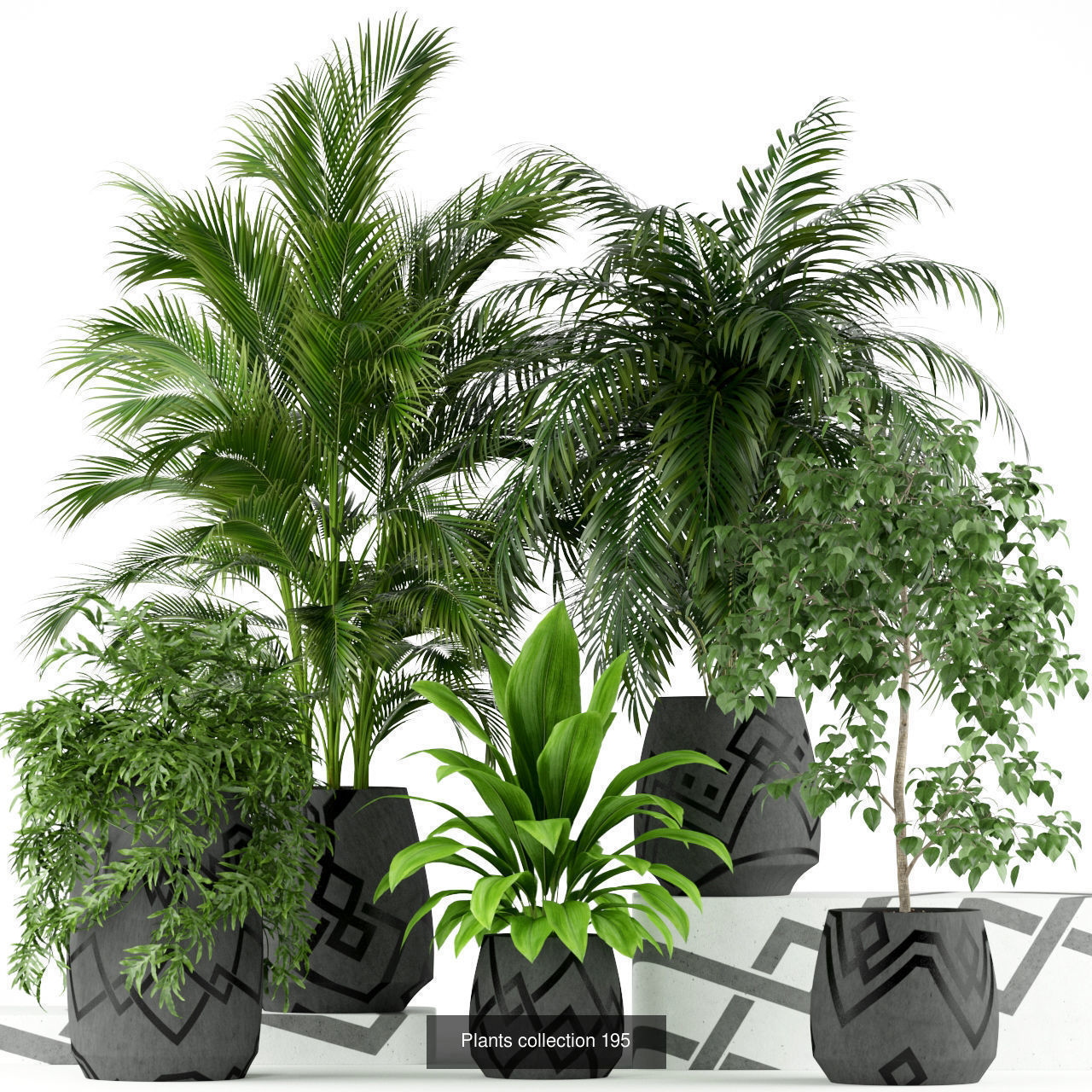 Plant Collection vol-01 _423