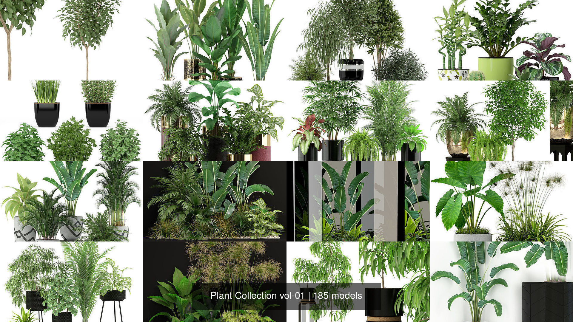 Plant Collection vol-01 _275