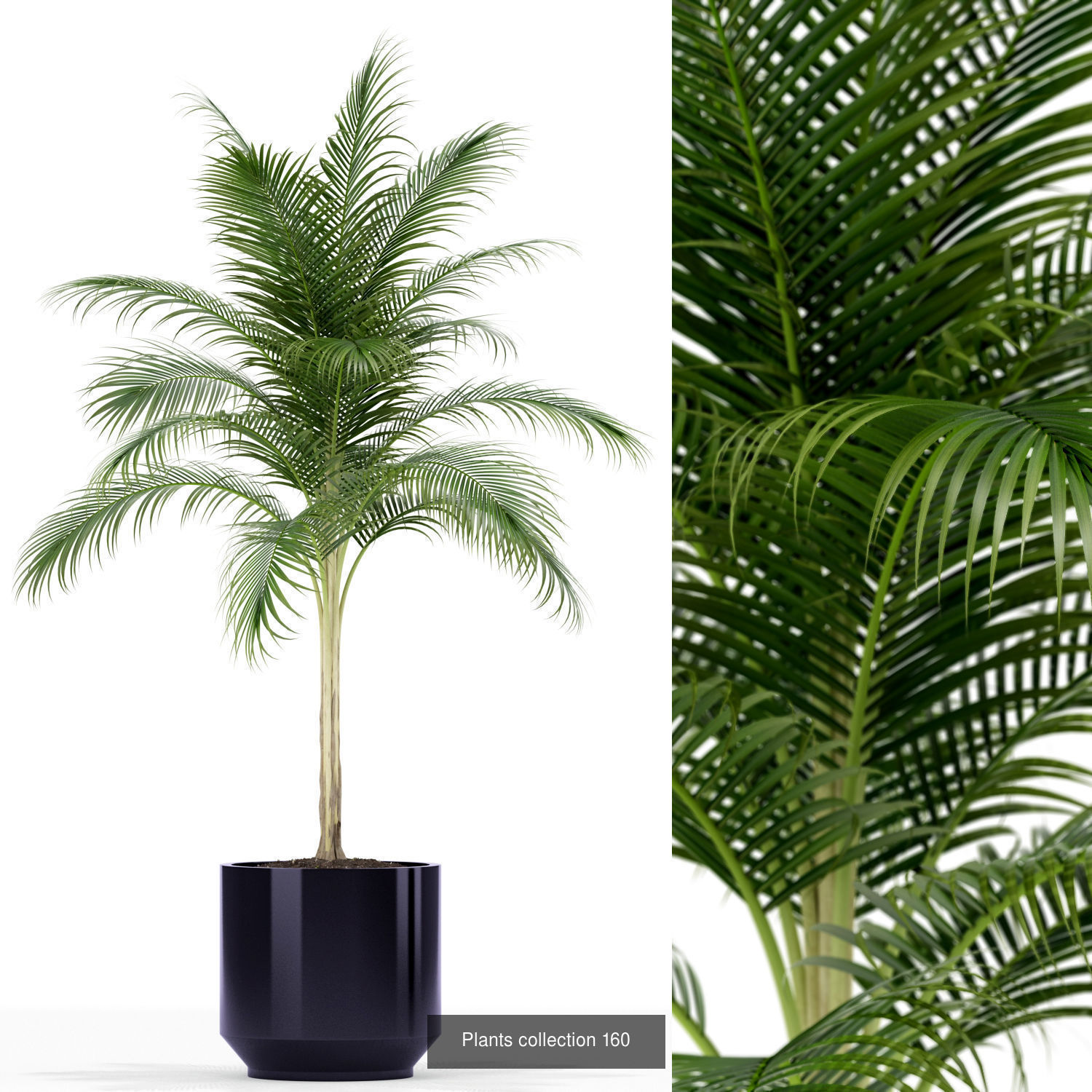 Plant Collection vol-01 _387