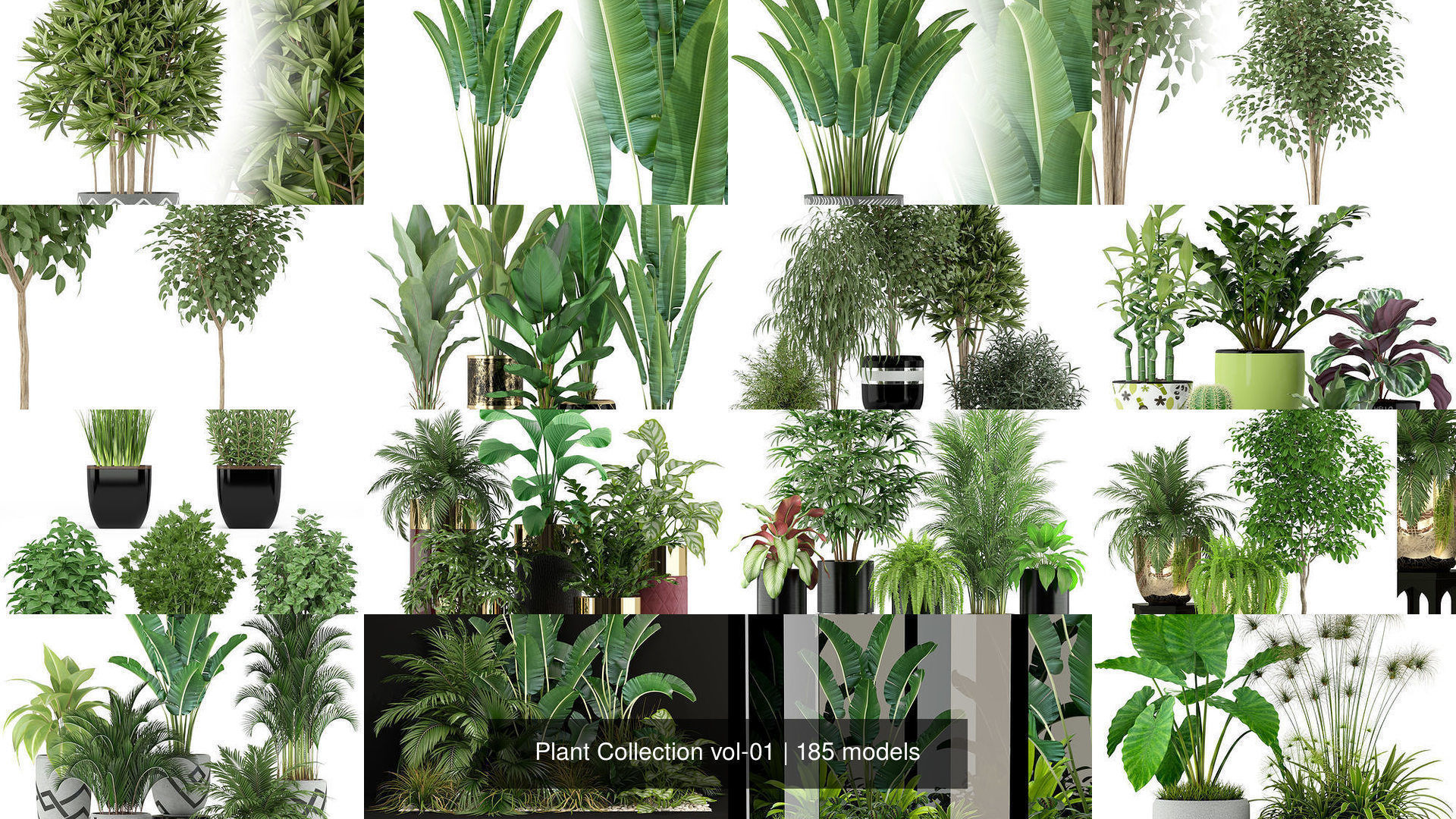 Plant Collection vol-01 _272