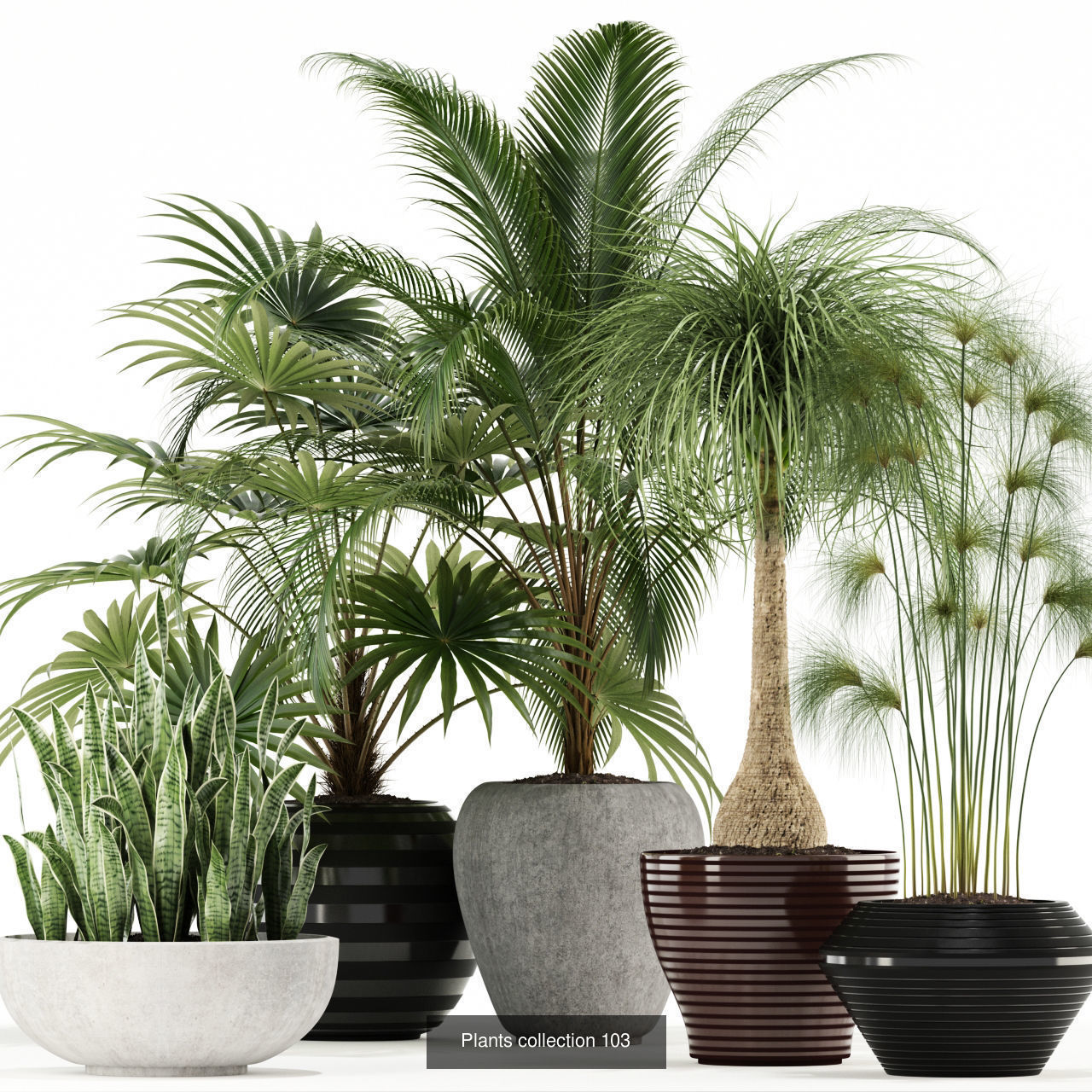 Plant Collection vol-01 _334