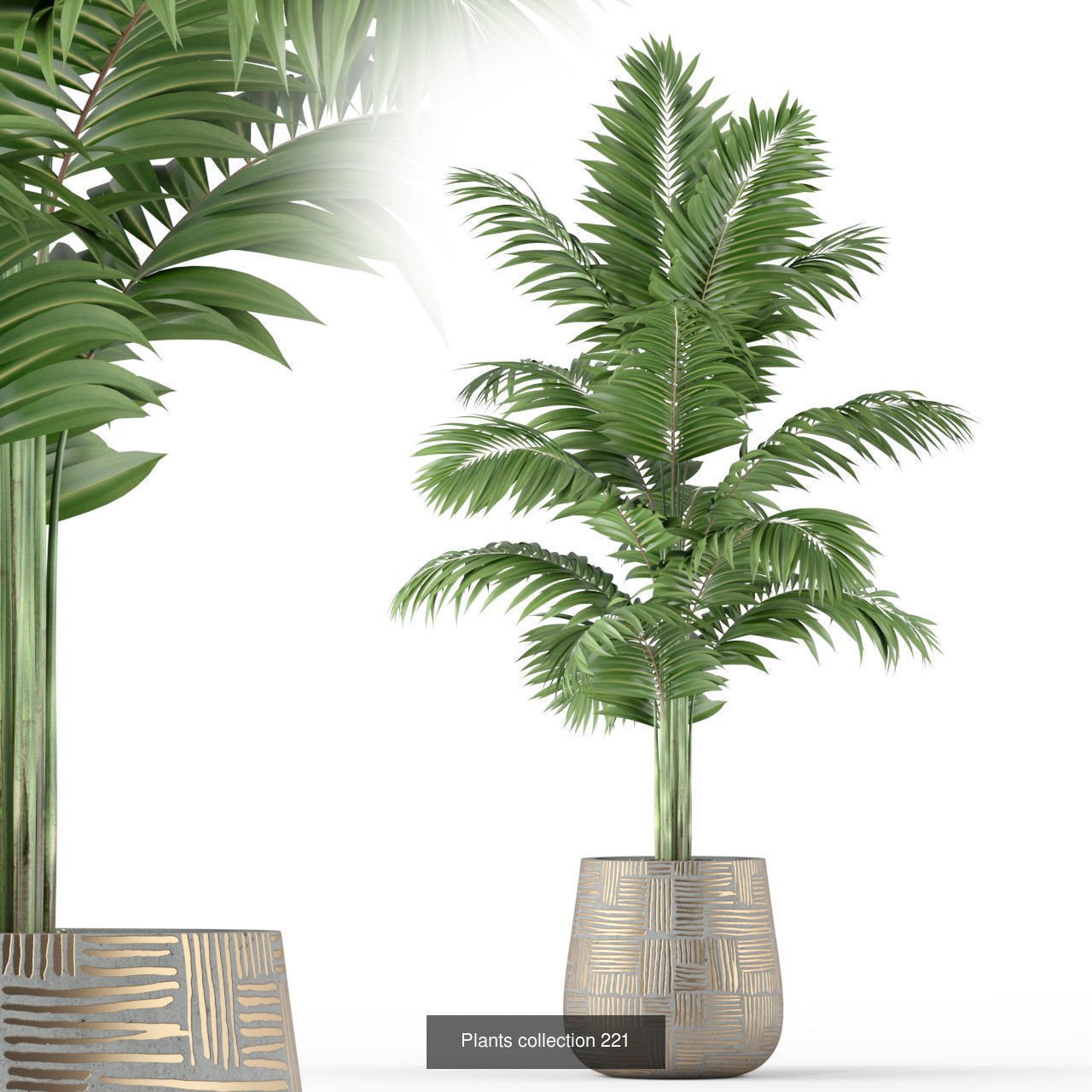 Plant Collection vol-01 _449