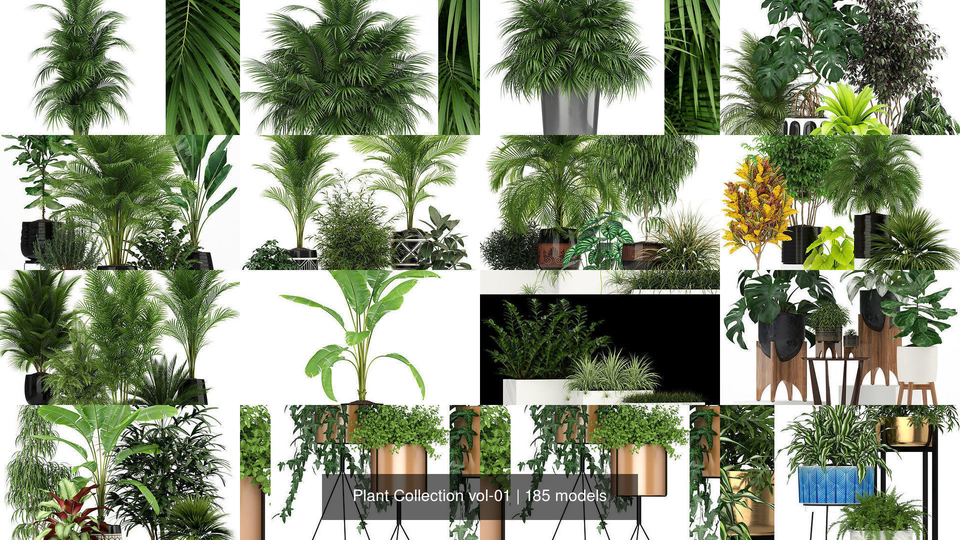 Plant Collection vol-01 _179