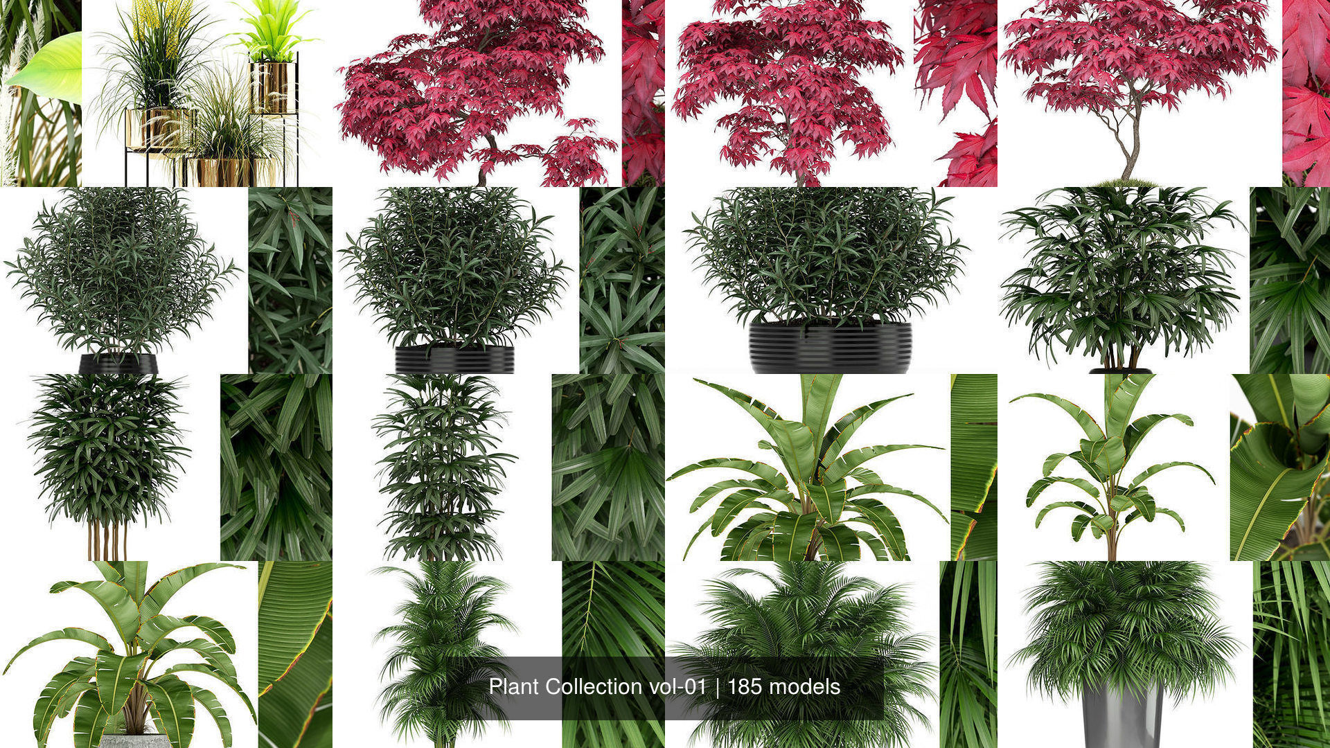 Plant Collection vol-01 _149