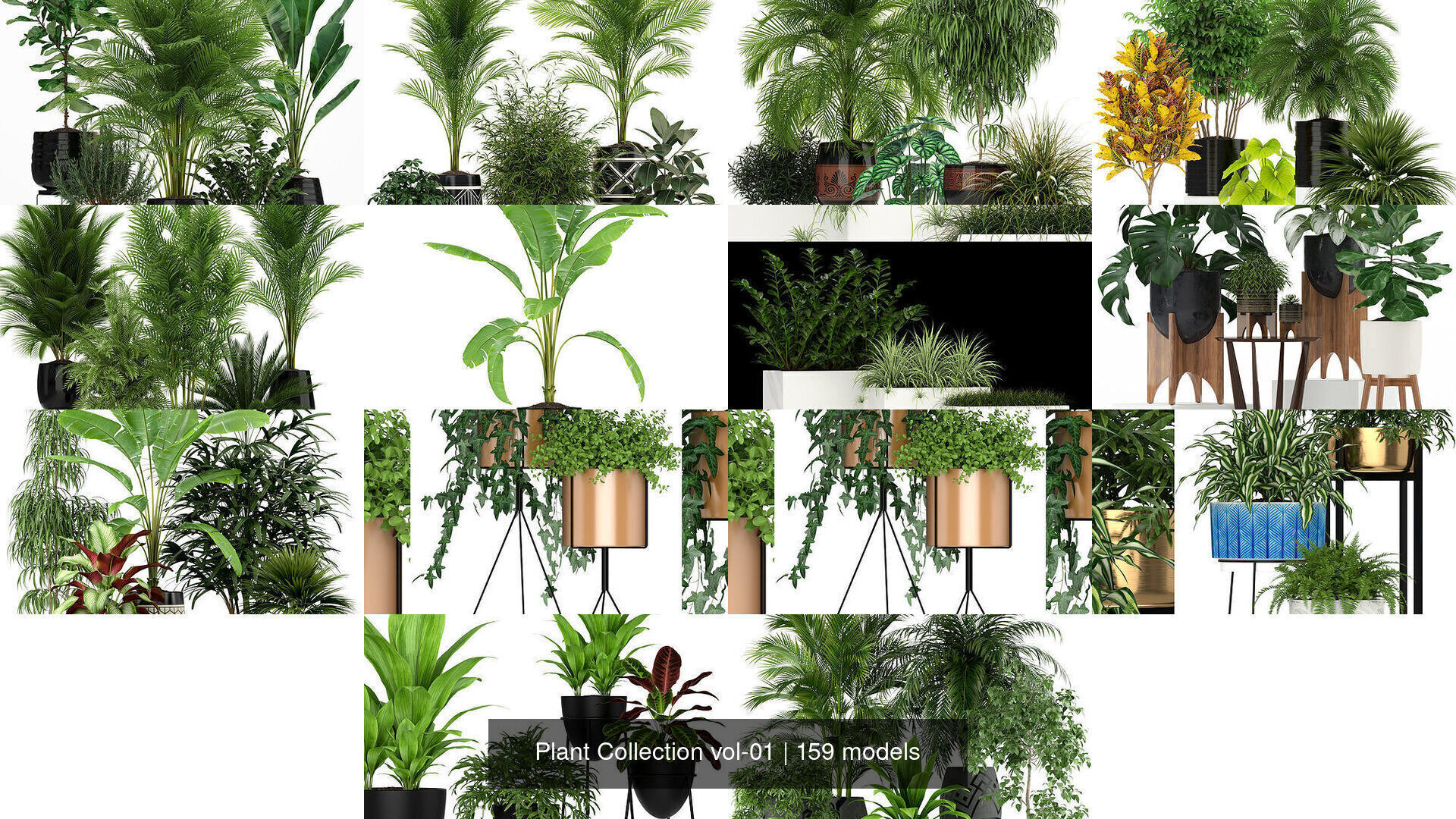 Plant Collection vol-01 _186