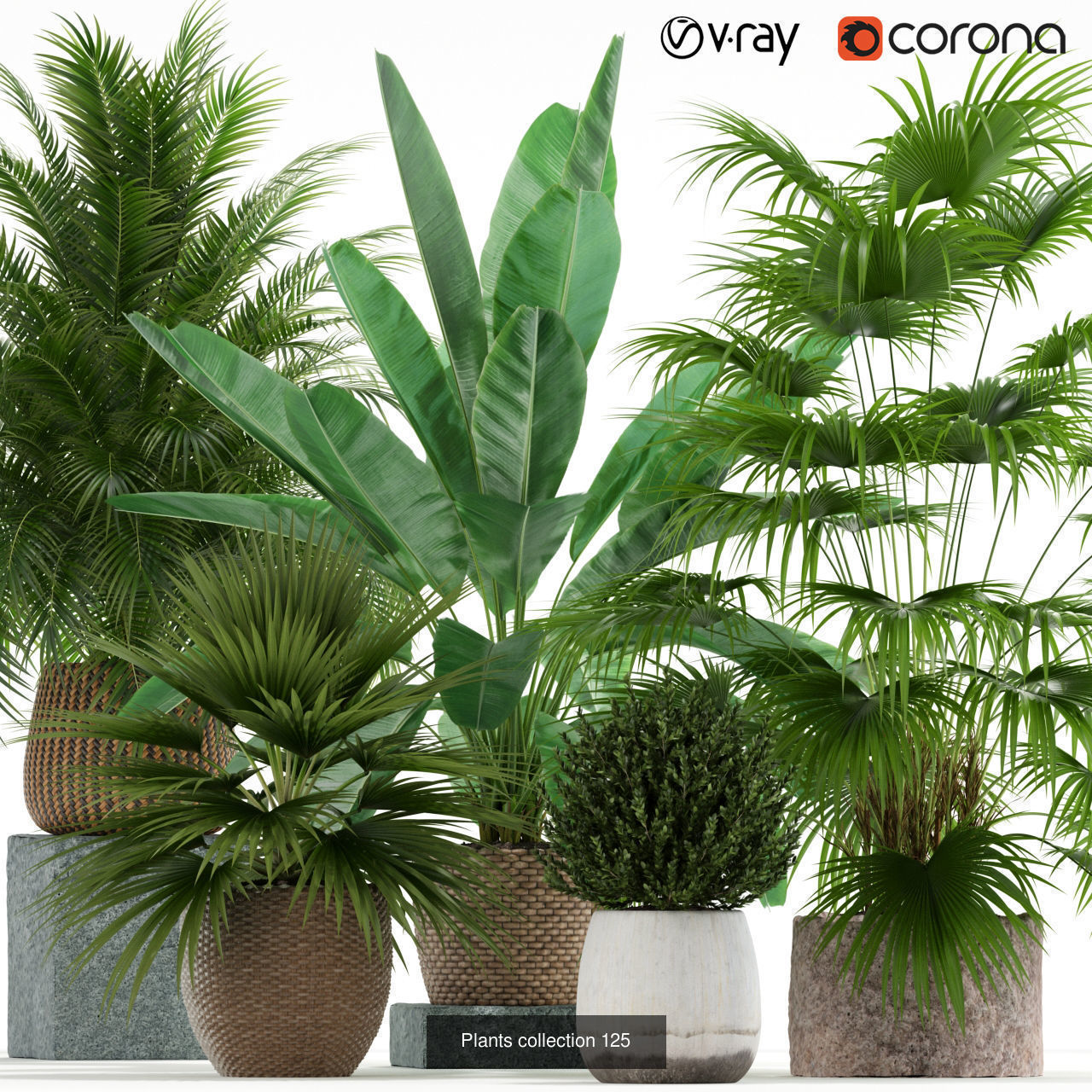 Plant Collection vol-01 _358