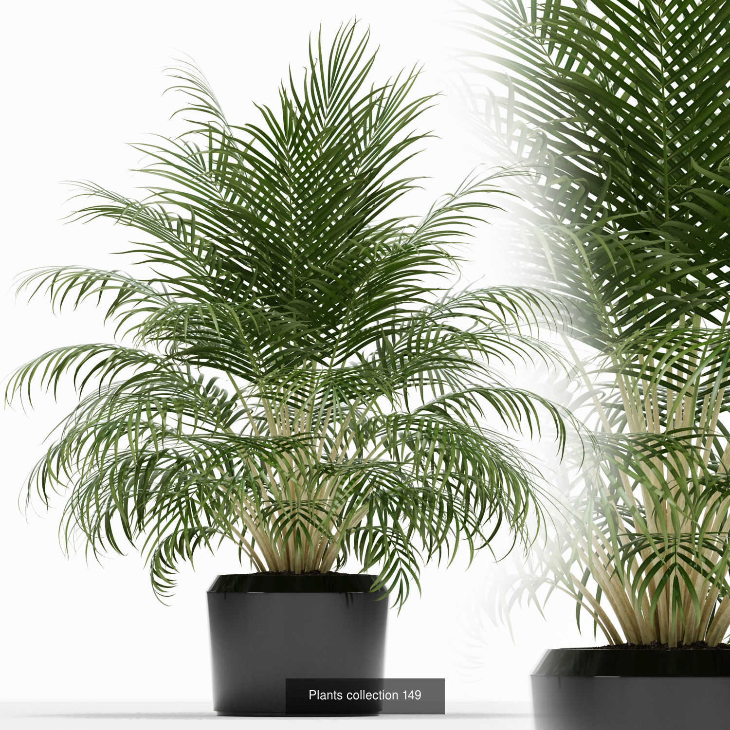 Plant Collection vol-01 _376