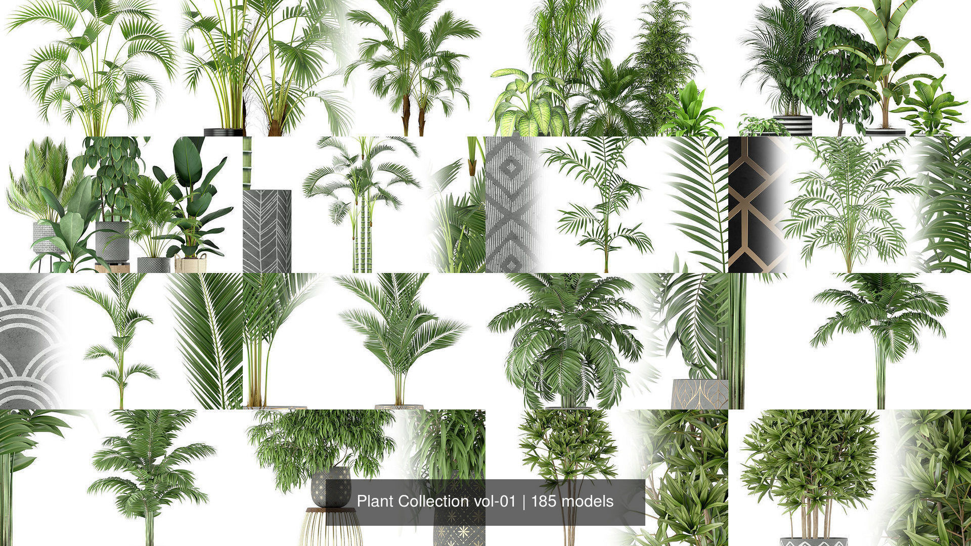 Plant Collection vol-01 _240