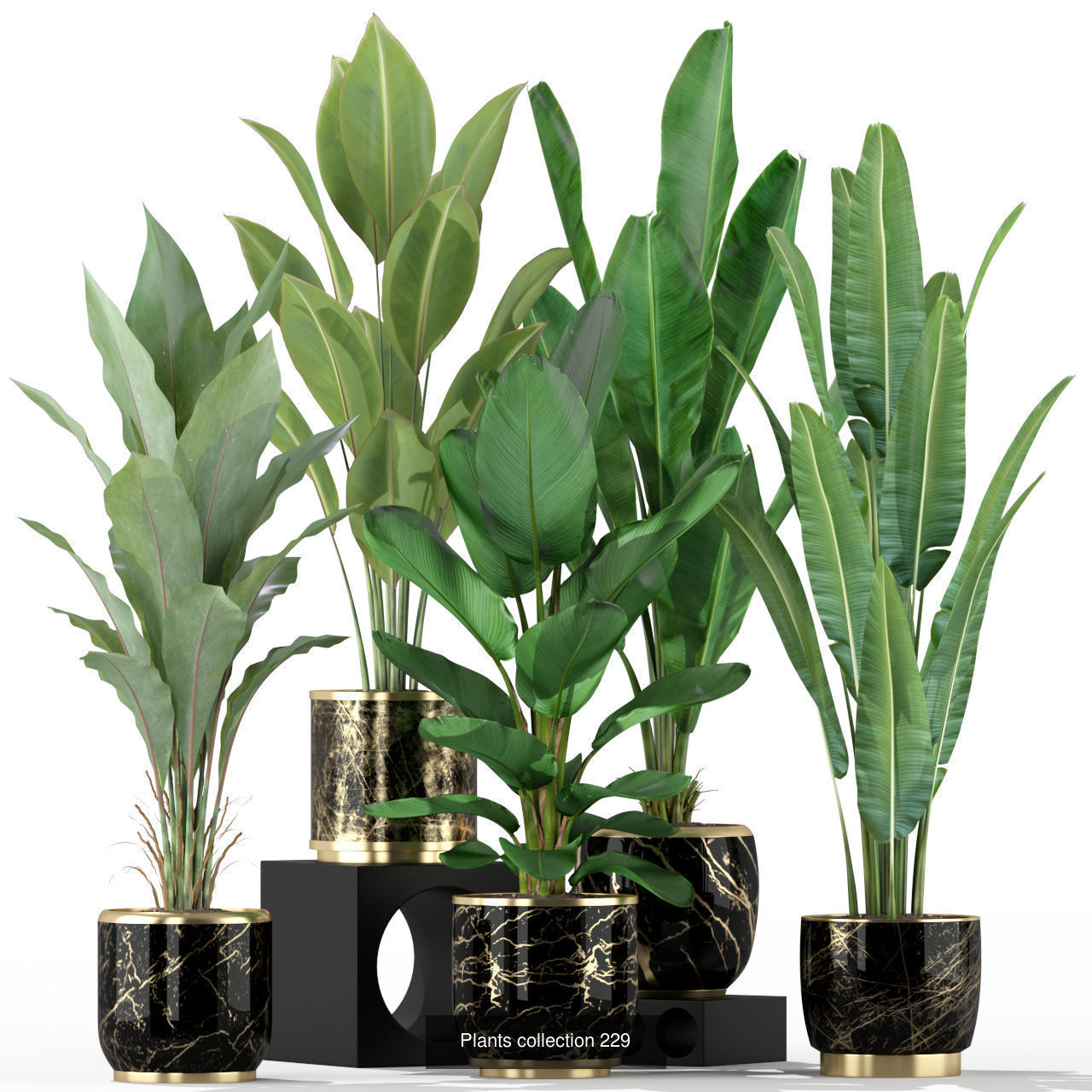 Plant Collection vol-01 _457